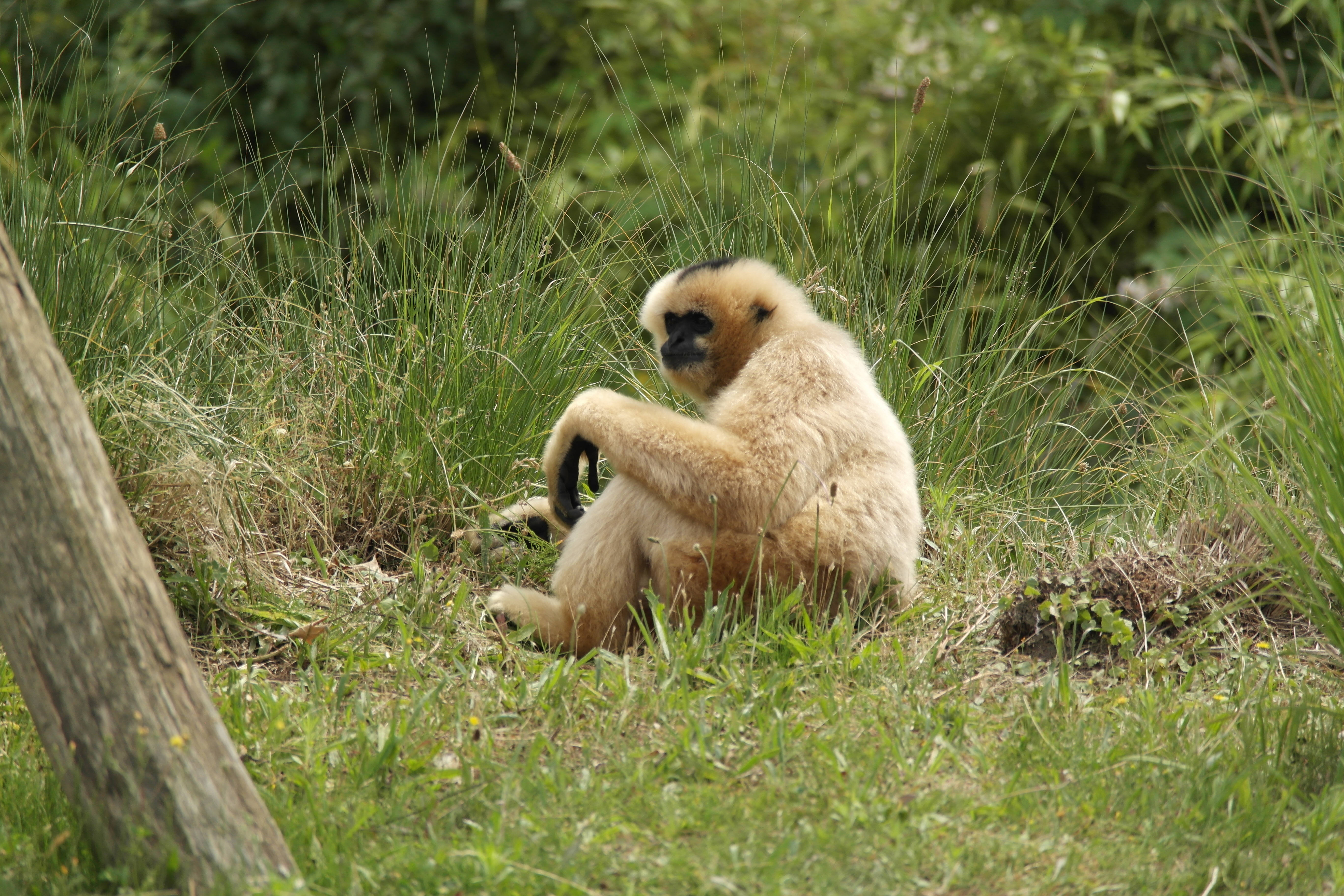 gibbon, white-handed gibbon, lush green grass, 5K Desktop Wallpaper