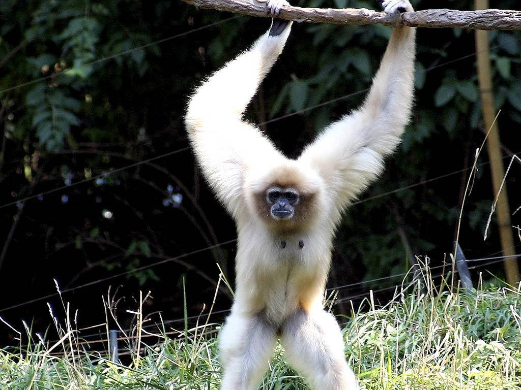 white gibbon, branch, lush green backdrop, SD Desktop Wallpaper