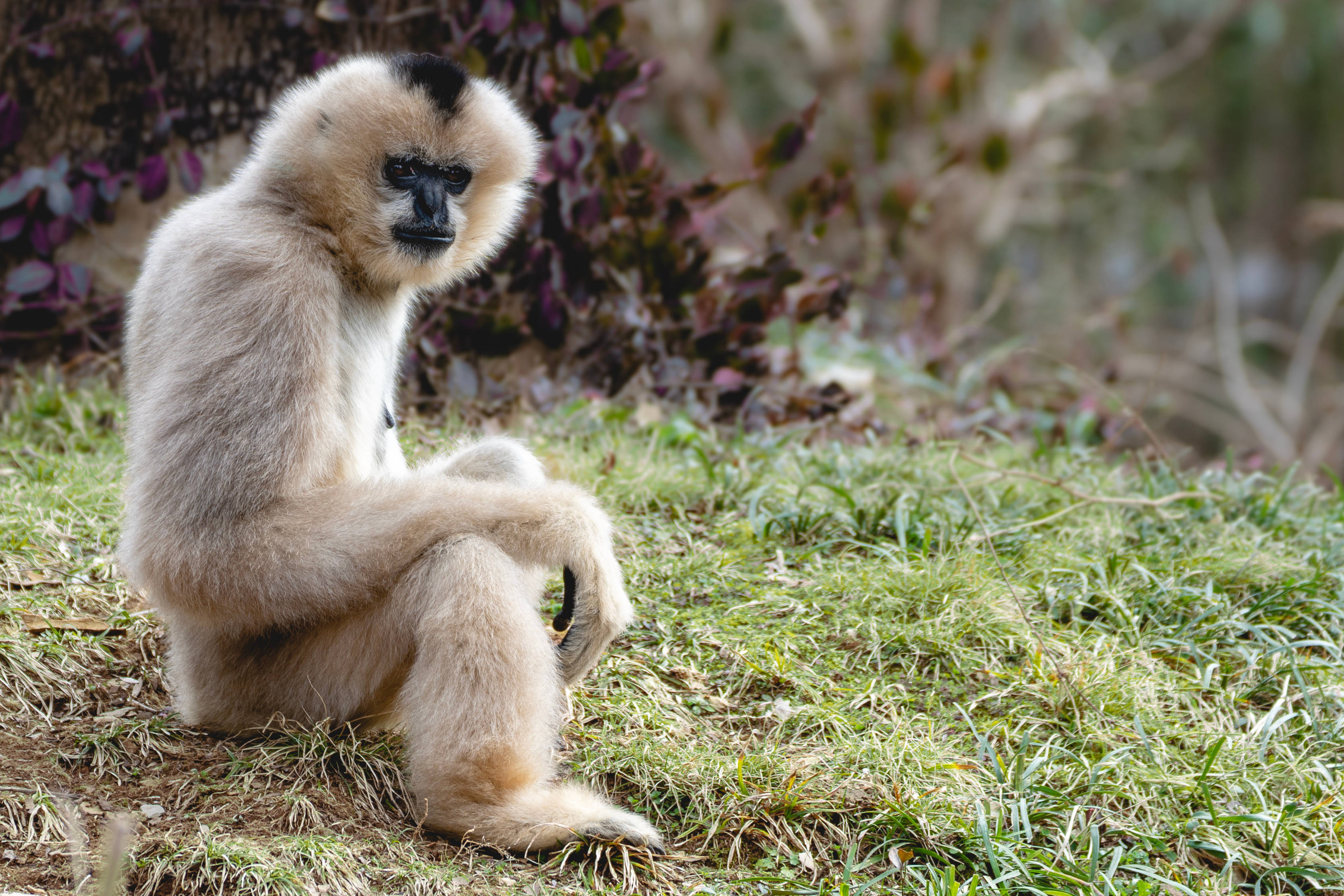 Gibbon, white gibbon, black face, 2K Desktop Wallpaper