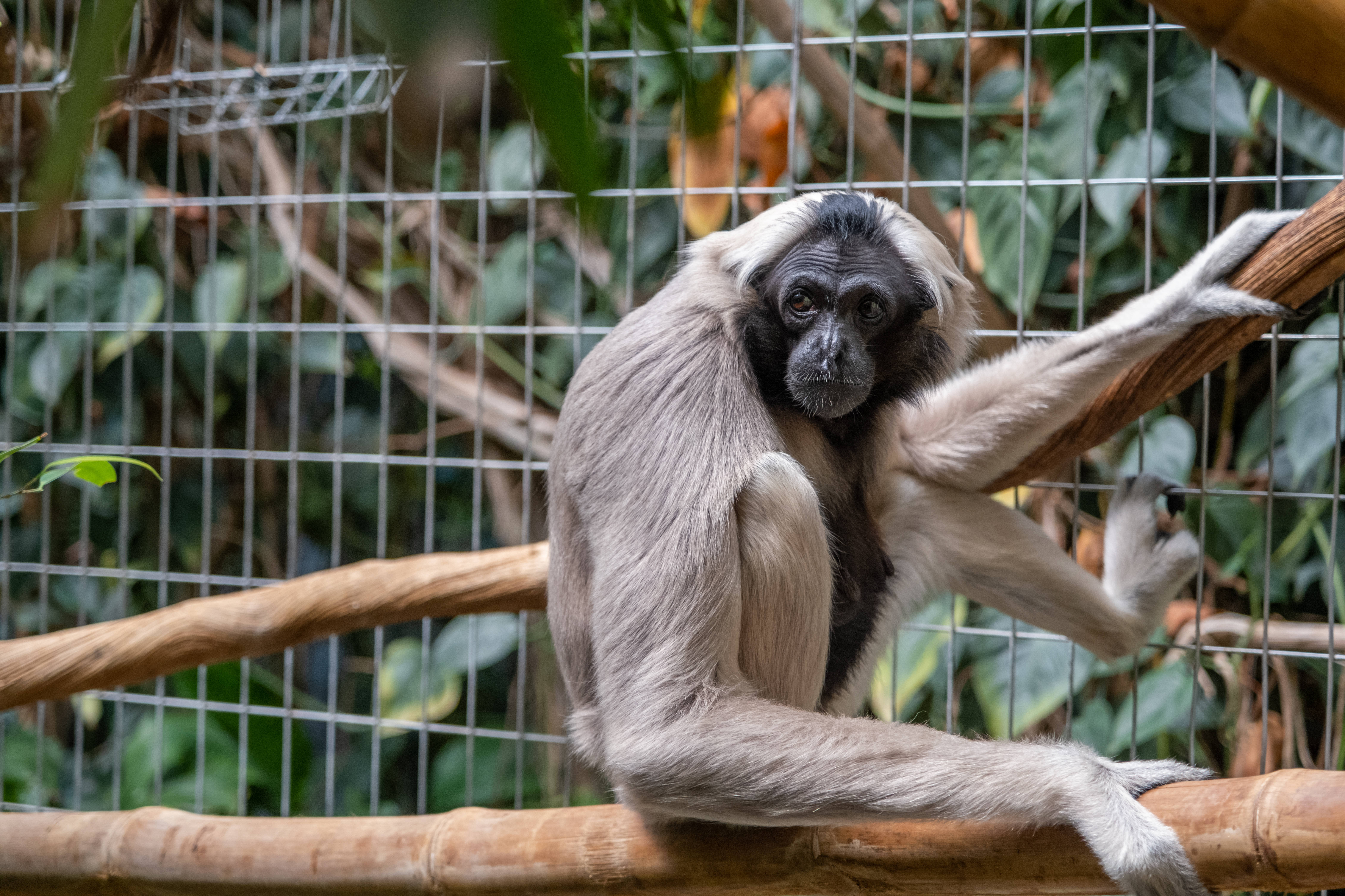 Gibbon, black-faced gibbon, light gray fur, 5K Desktop Wallpaper
