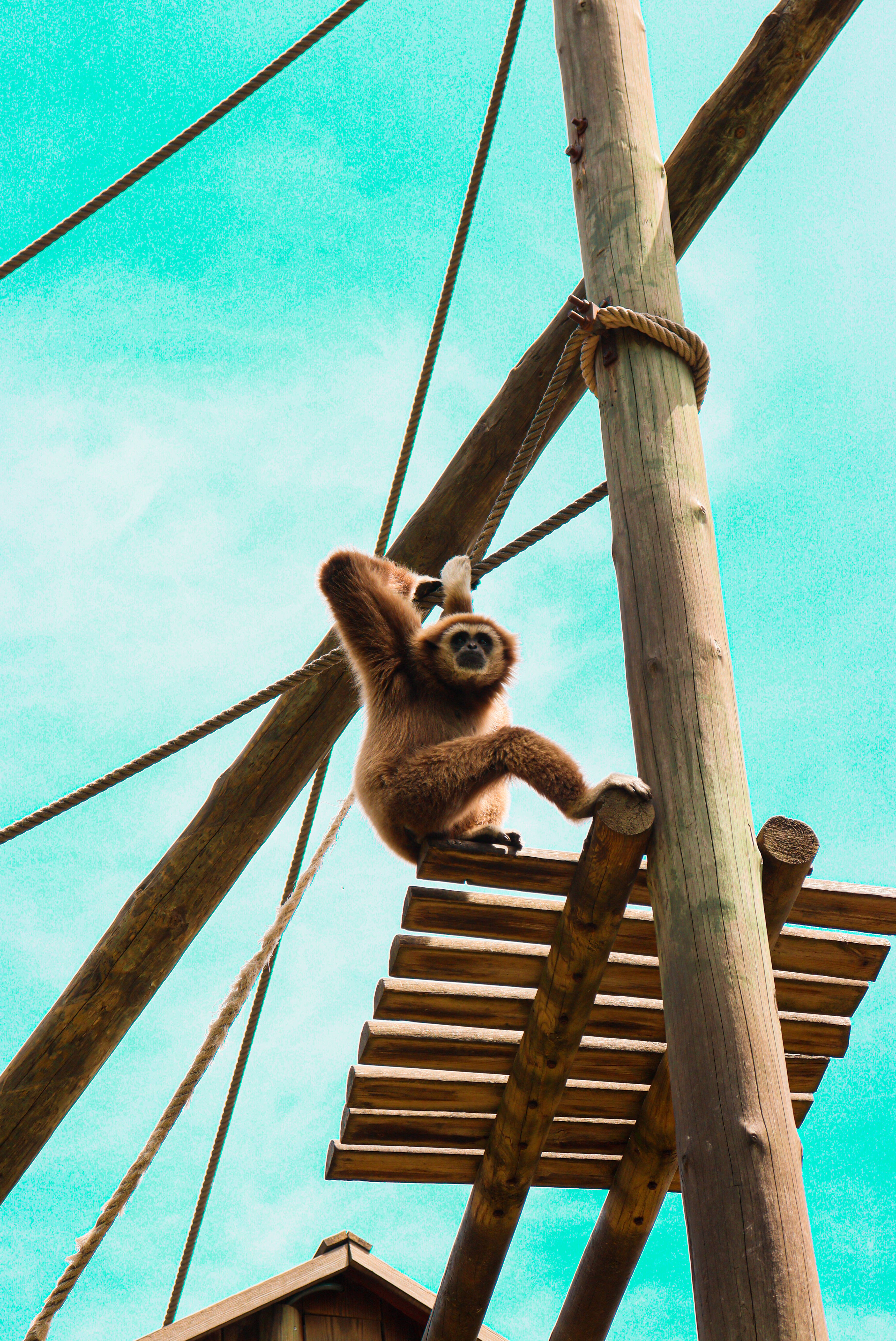 Gibbon, high post, wooden structure, 5K Phone Wallpaper