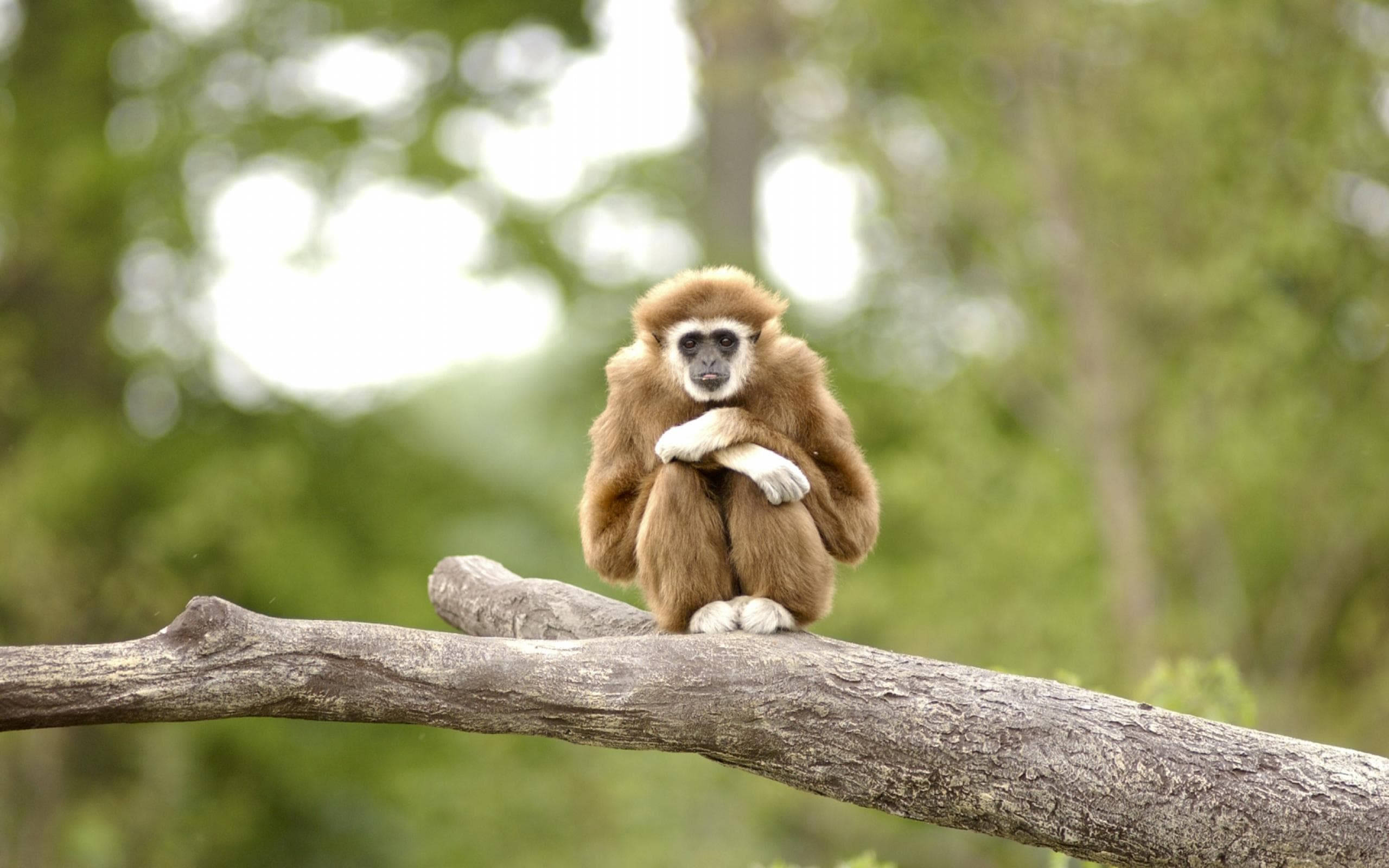 gibbon, brown fur, white hands, 2K Desktop Wallpaper