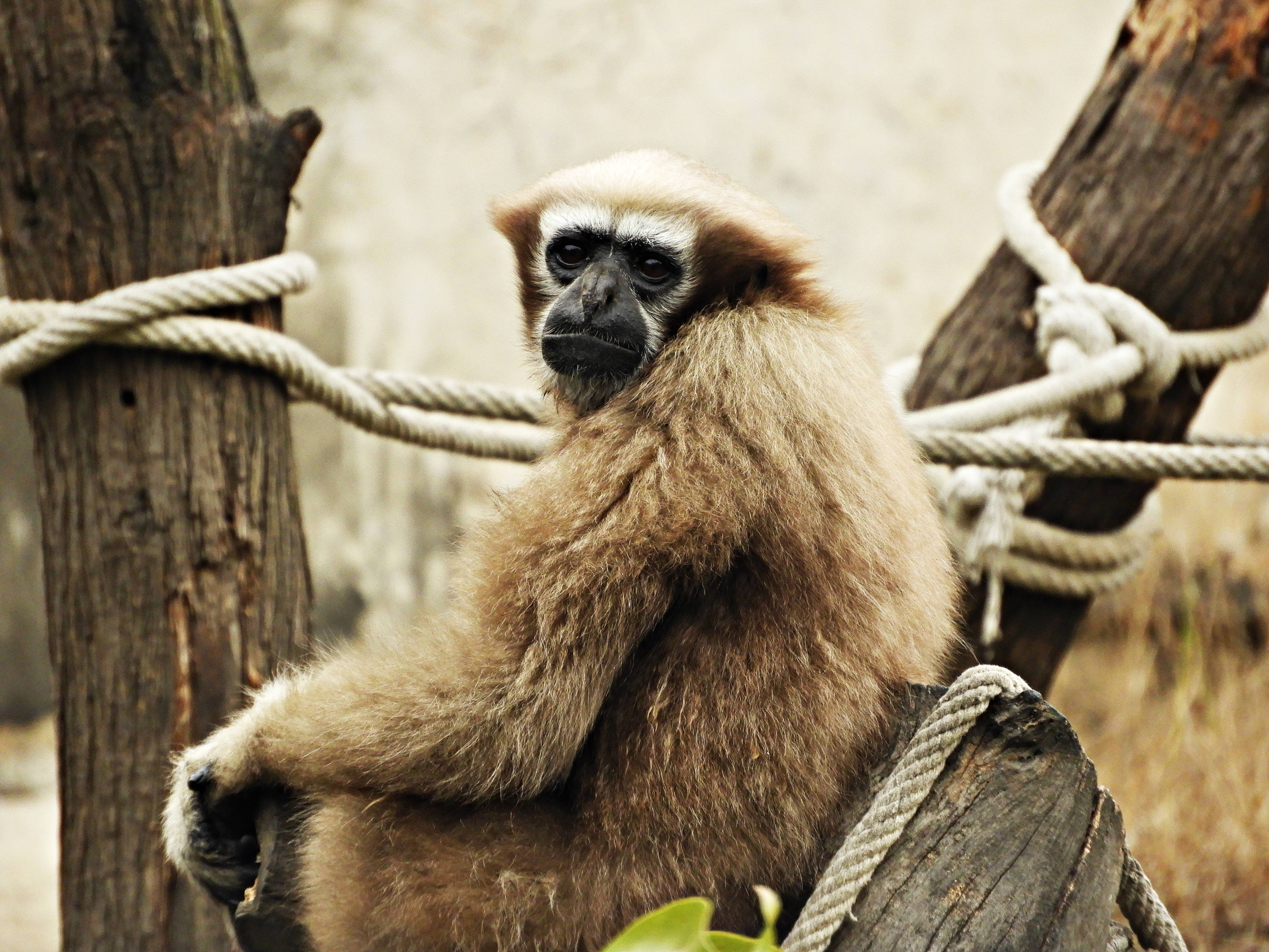 Gibbon, light brown fur, dark face, 5K Desktop Wallpaper