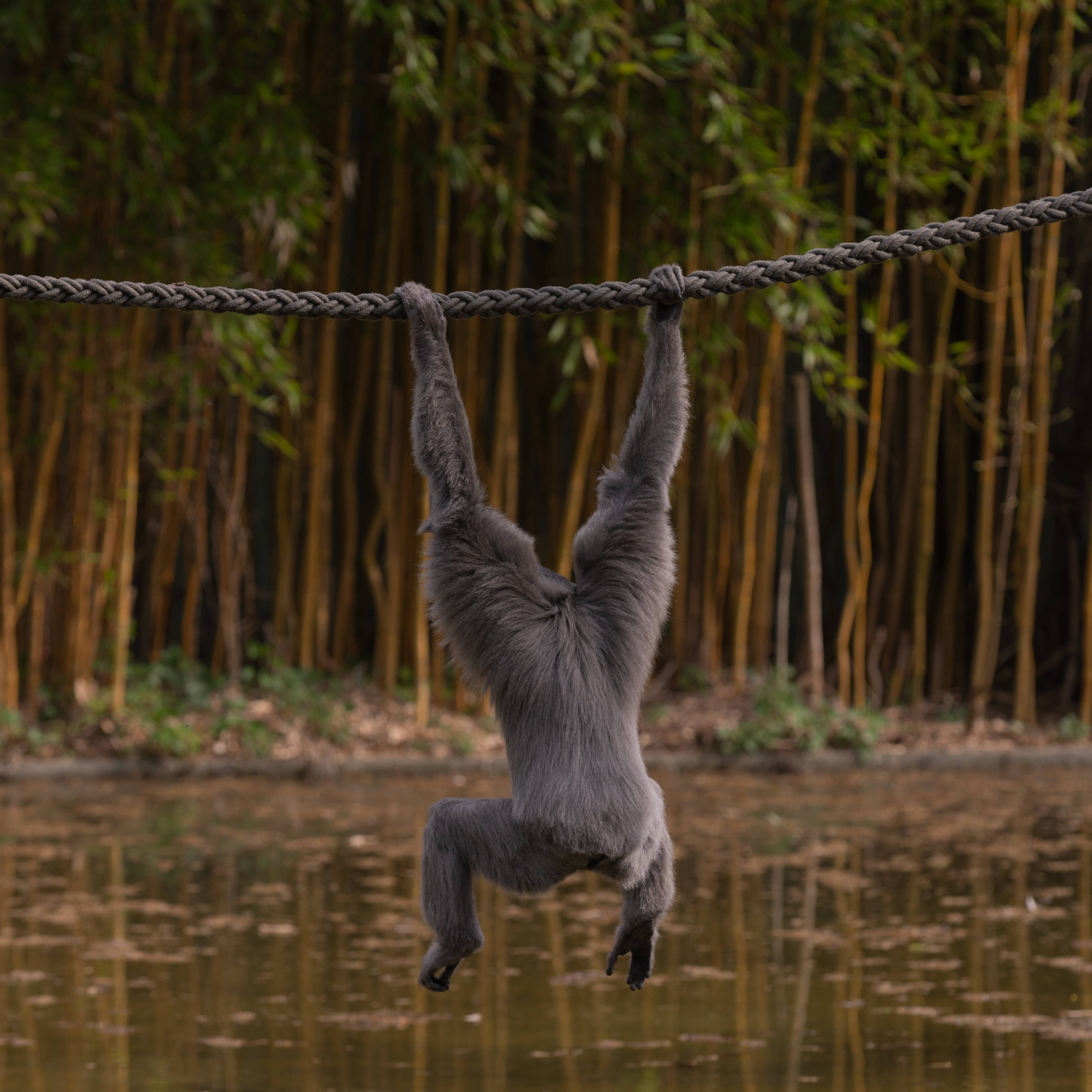 Gibbon, water, rope, 4K Desktop Wallpaper