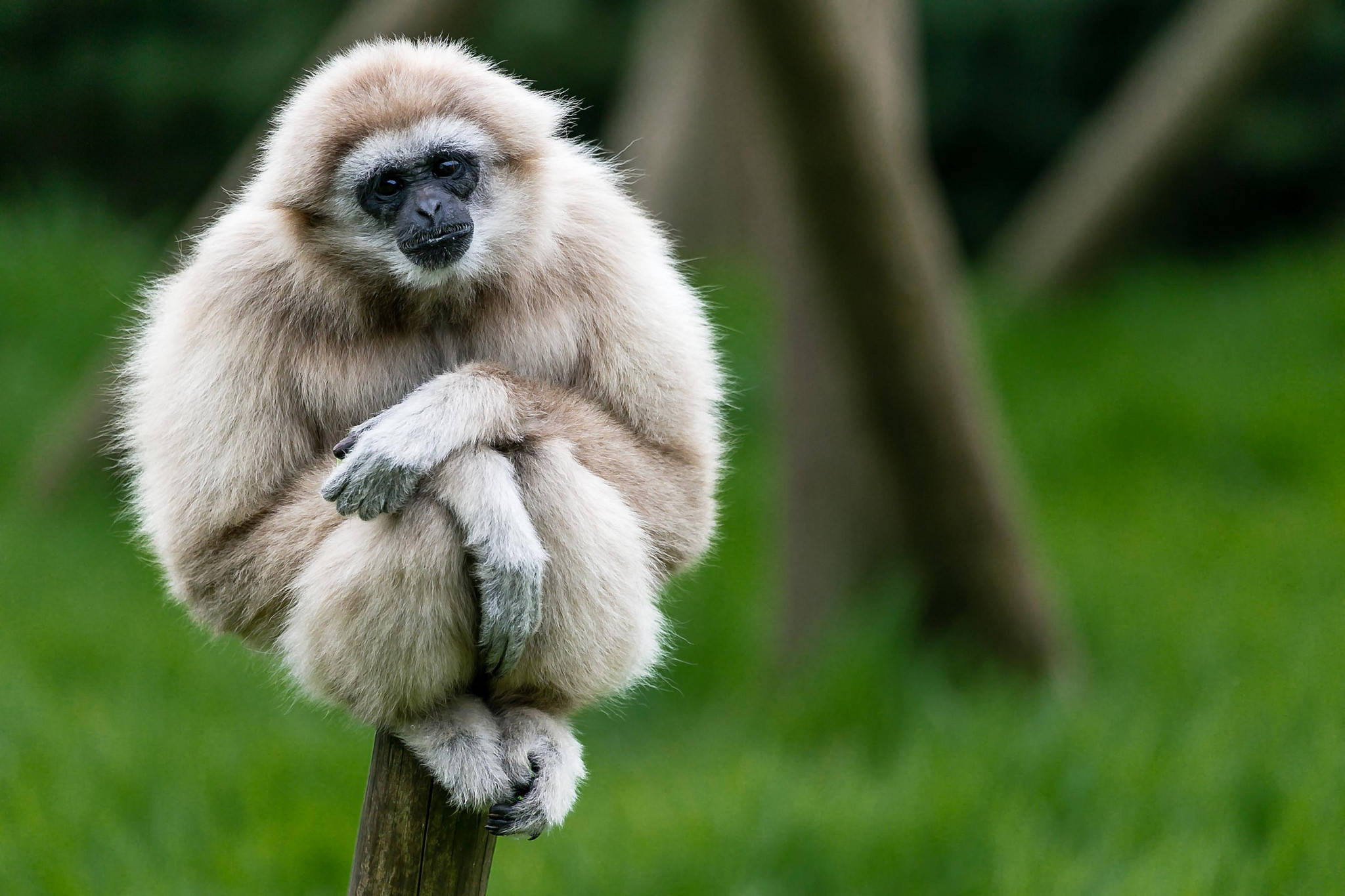 gibbon, white-furred, wooden post, Full HD Desktop Wallpaper