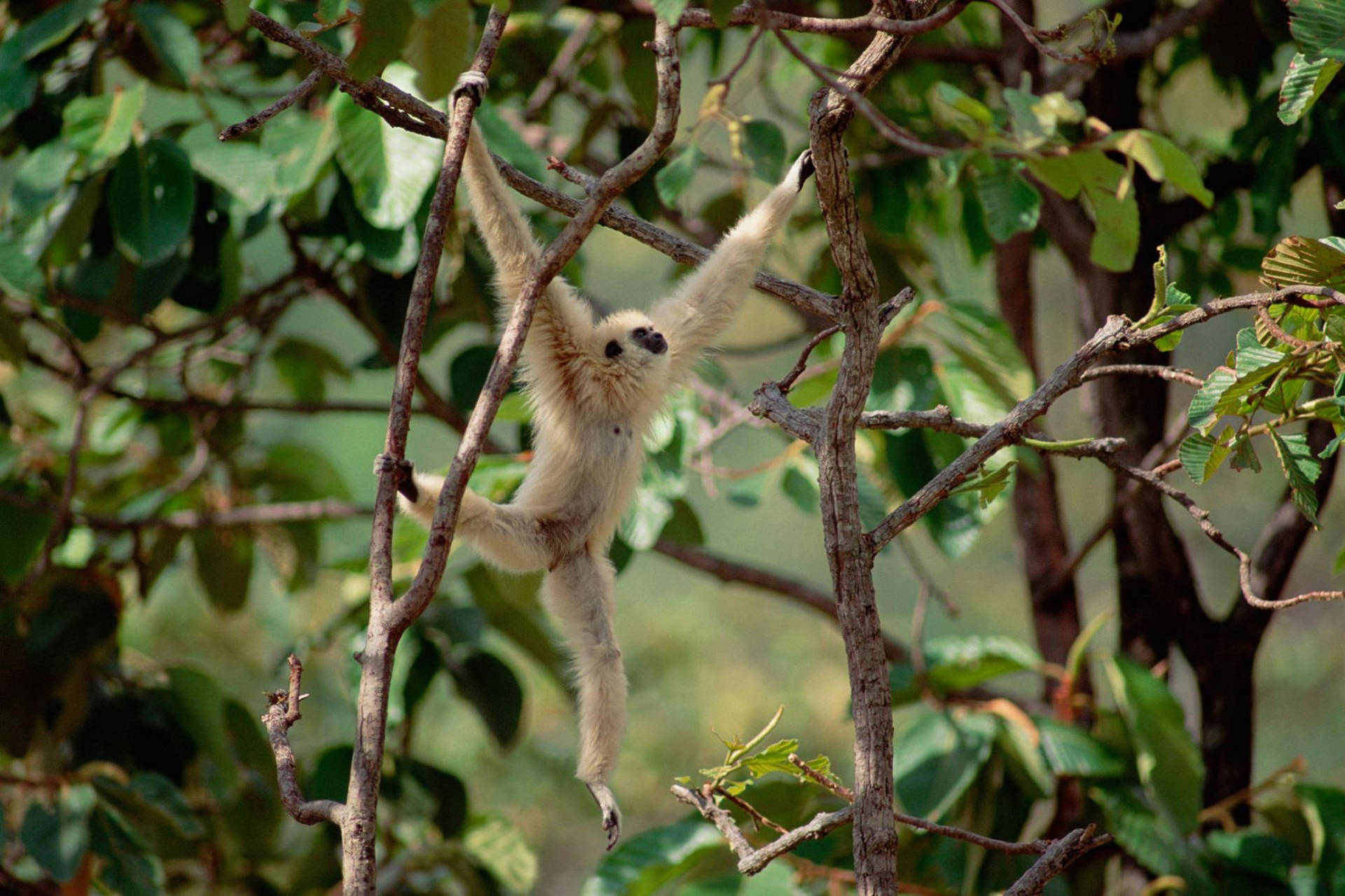 gibbon, white-handed gibbon, tree branches, Full HD Desktop Wallpaper