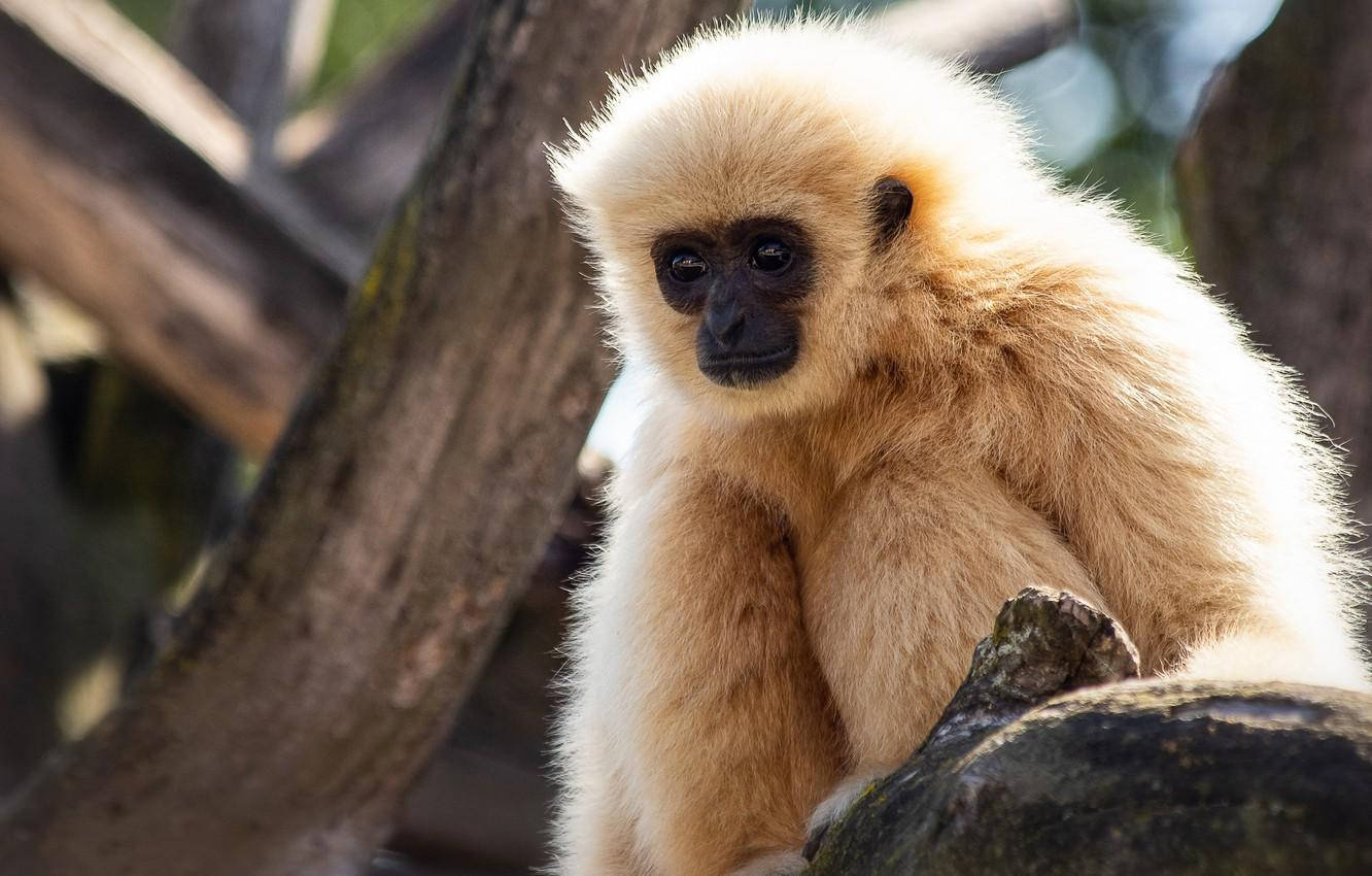 Gibbon, tree branch, soft sunlight, HD Desktop Wallpaper
