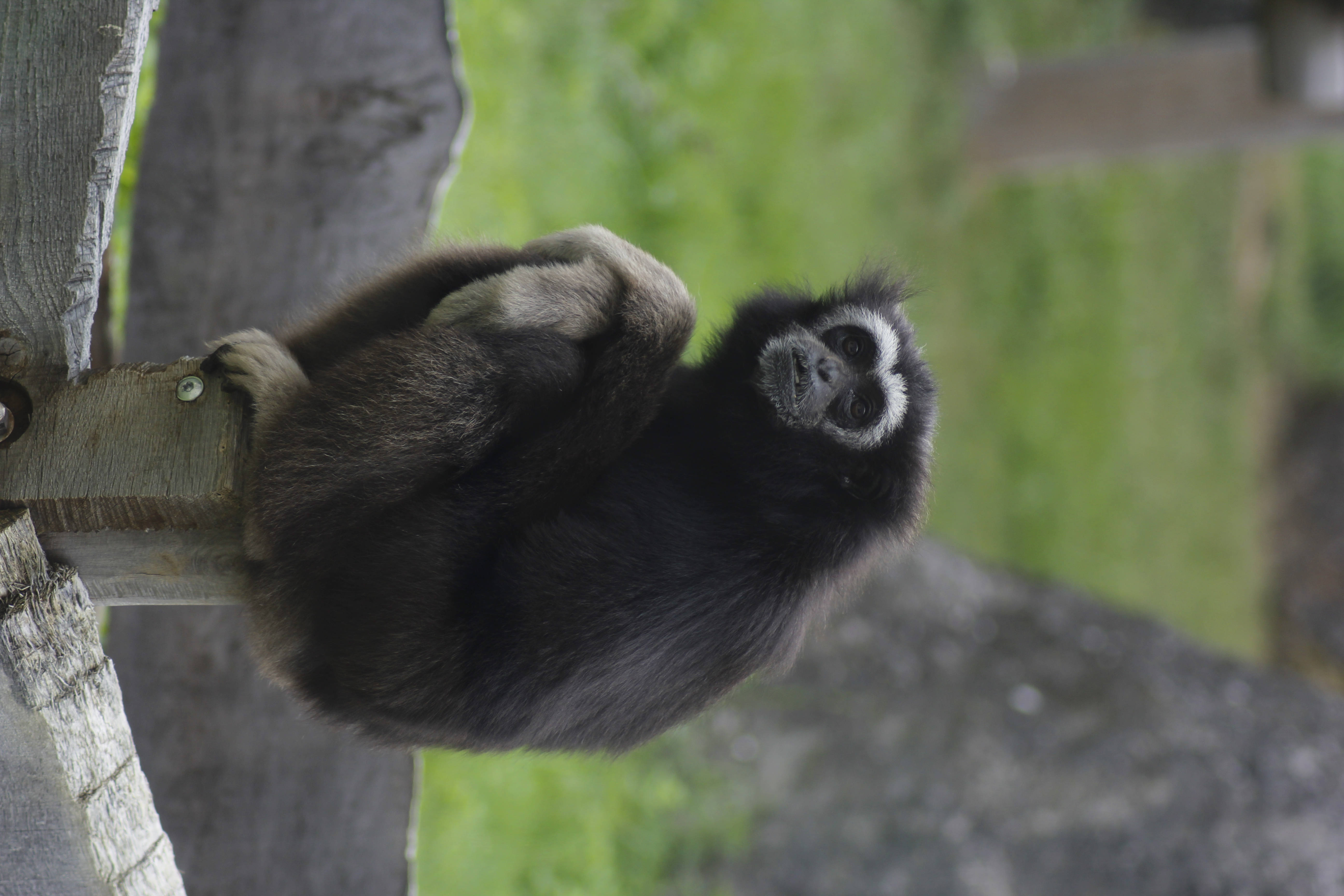 Gibbon, dark fur, white facial markings, 5K Desktop Wallpaper