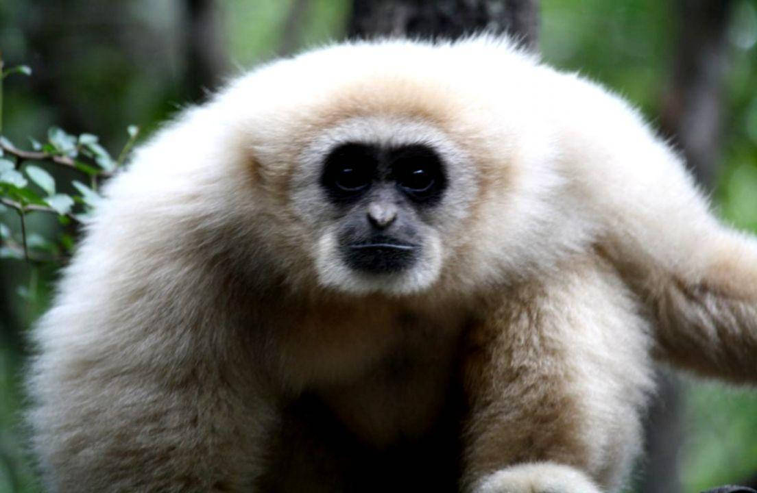 gibbon, white-furred, dark eyes, SD Desktop Wallpaper