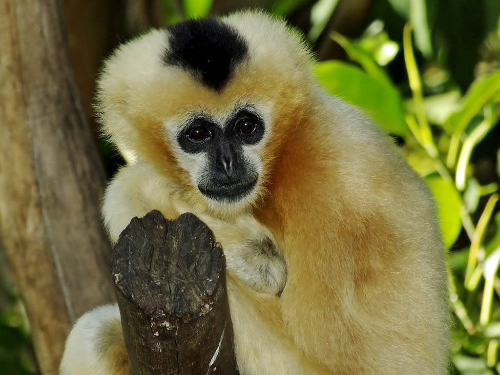 white-handed gibbon, black face, crown, SD Desktop Wallpaper