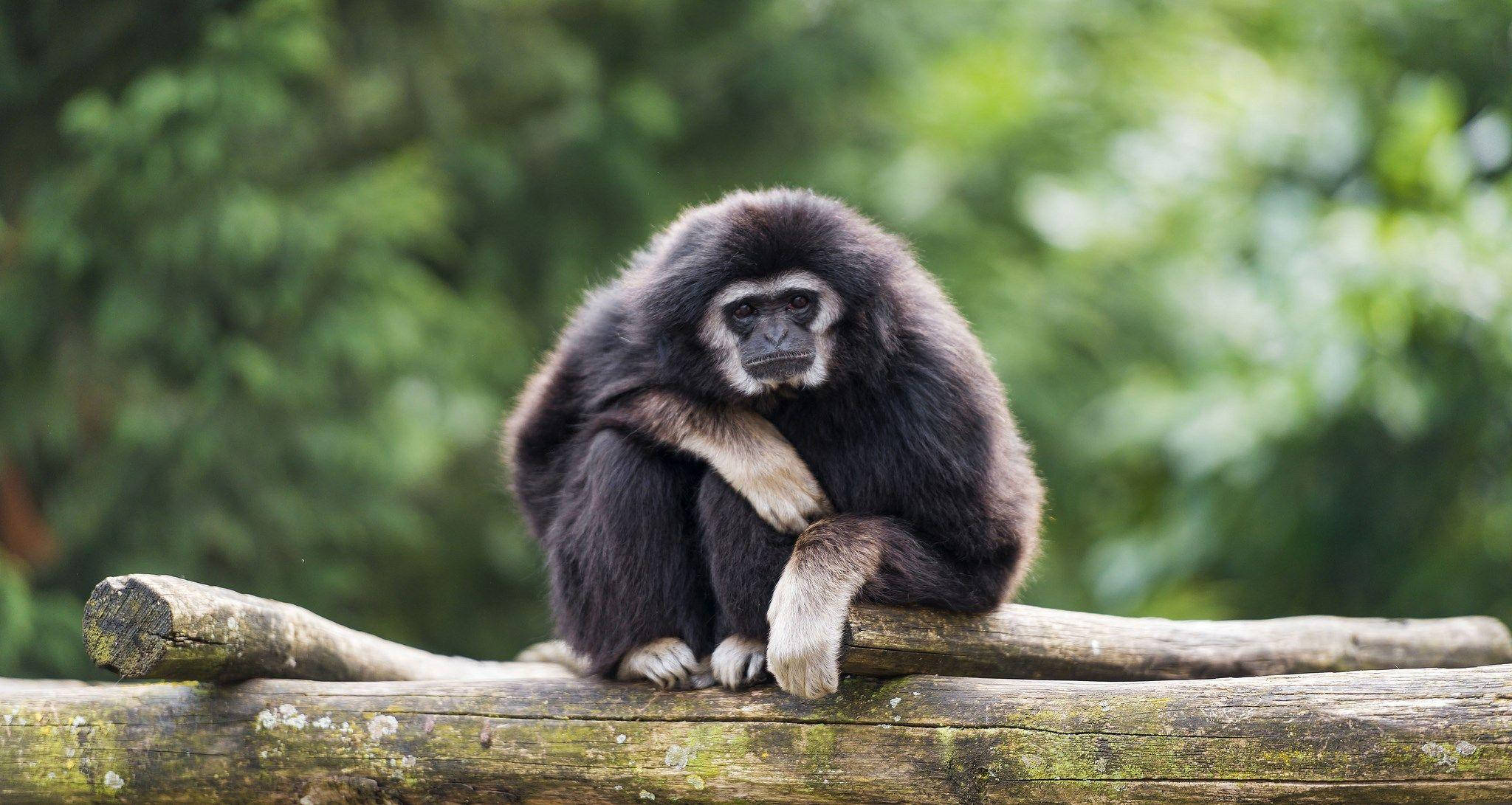 black gibbon, mossy log, lush green foliage, Full HD Desktop Wallpaper