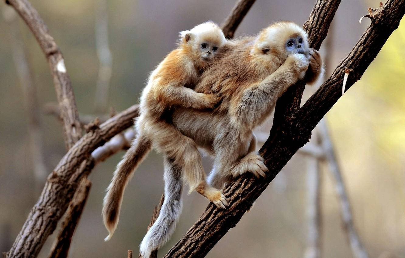 Gibbon, tree branch, sunlit forest, HD Desktop Wallpaper