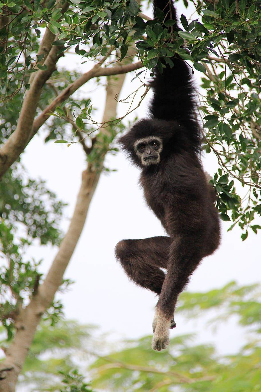 gibbon, tree branch, lush green foliage, HD Phone Wallpaper