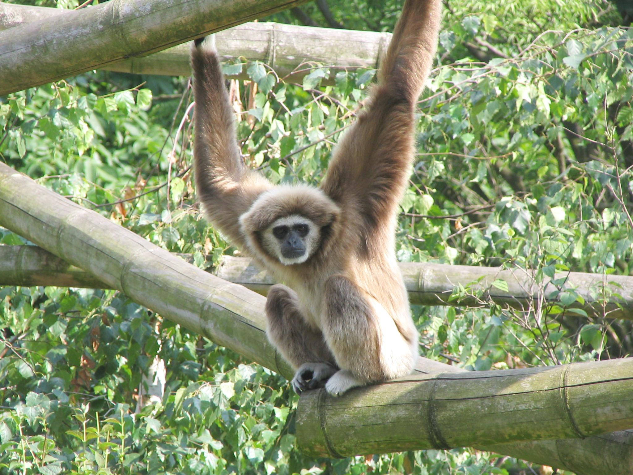 Gibbon, bamboo branches, lush green foliage, Full HD Desktop Wallpaper