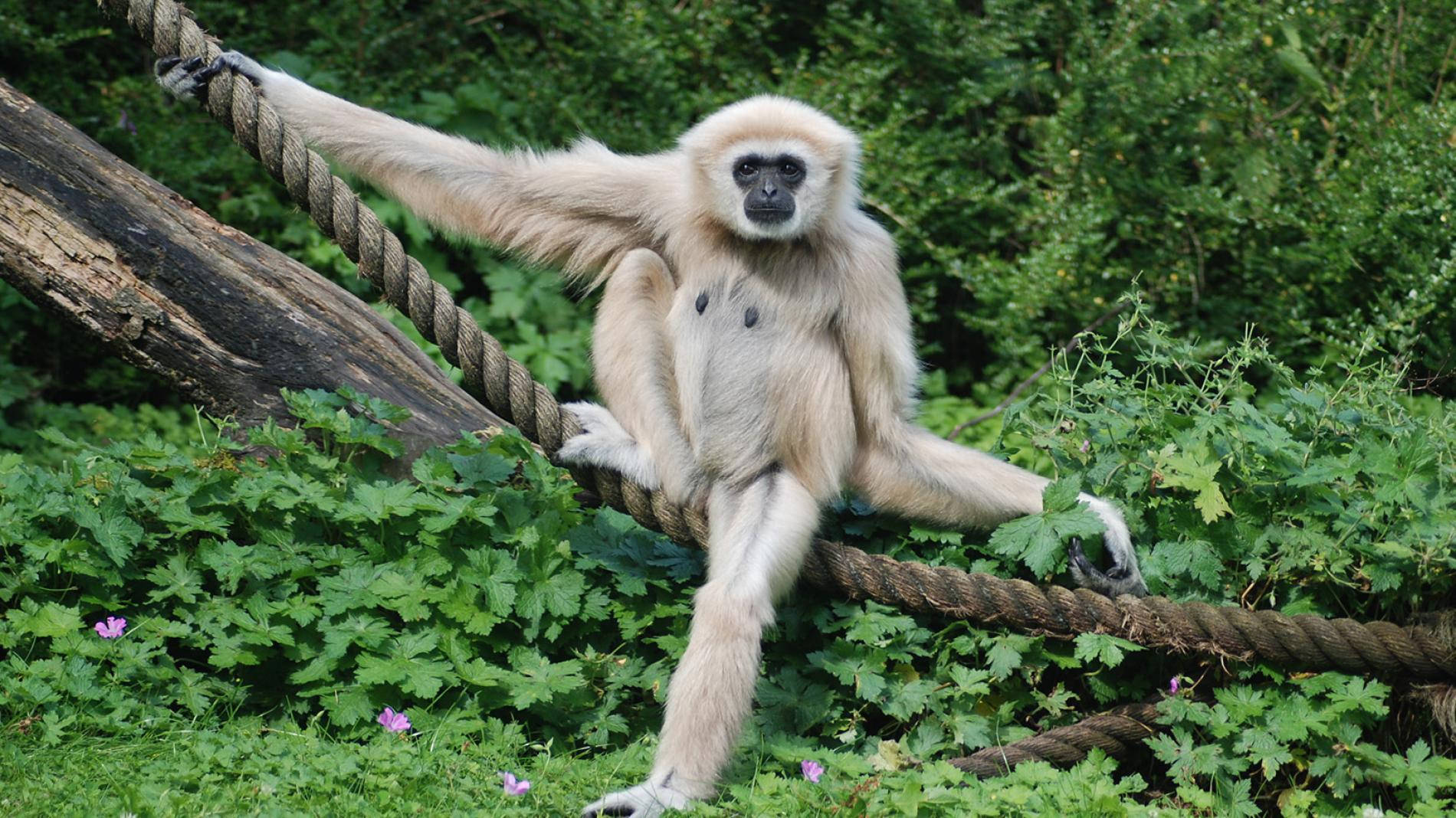 white-handed gibbon, thick rope, lush green foliage, HD Desktop Wallpaper