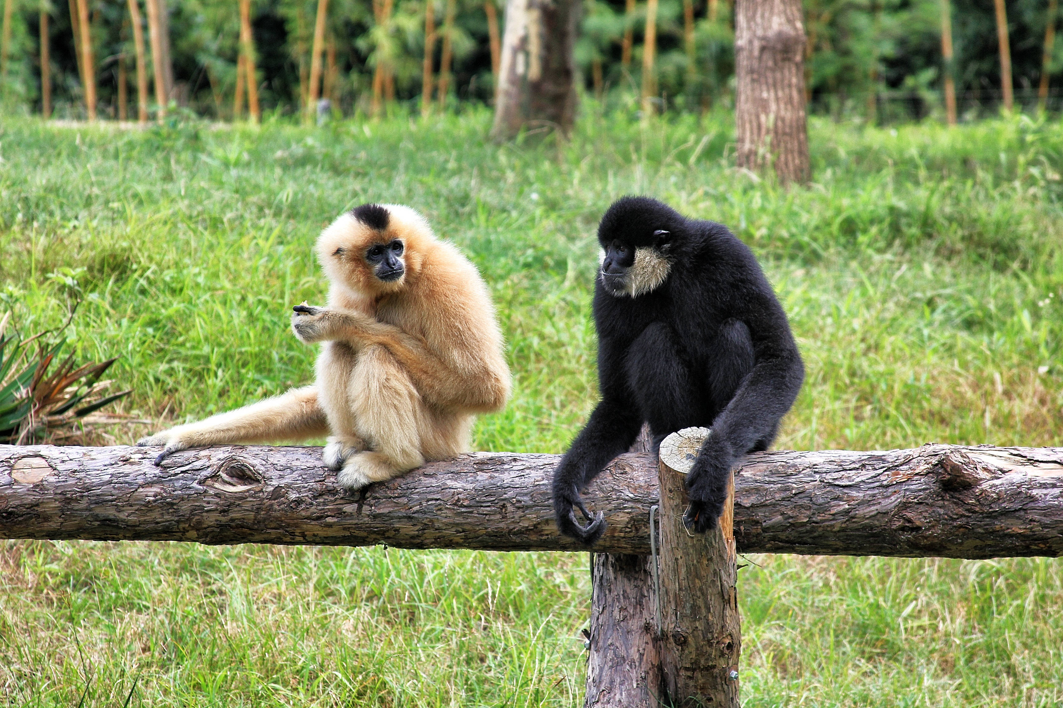Gibbon, brown, black, 2K Desktop Wallpaper
