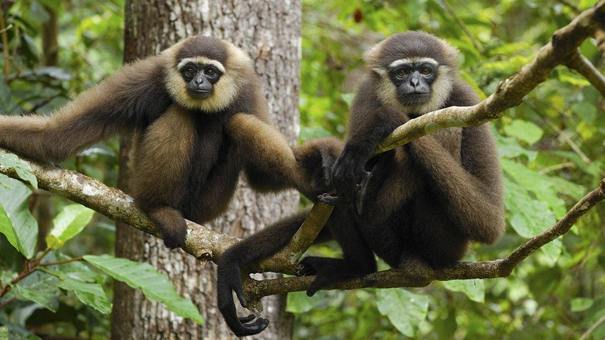 Gibbon, white-handed gibbon, tree branches, SD Desktop Wallpaper