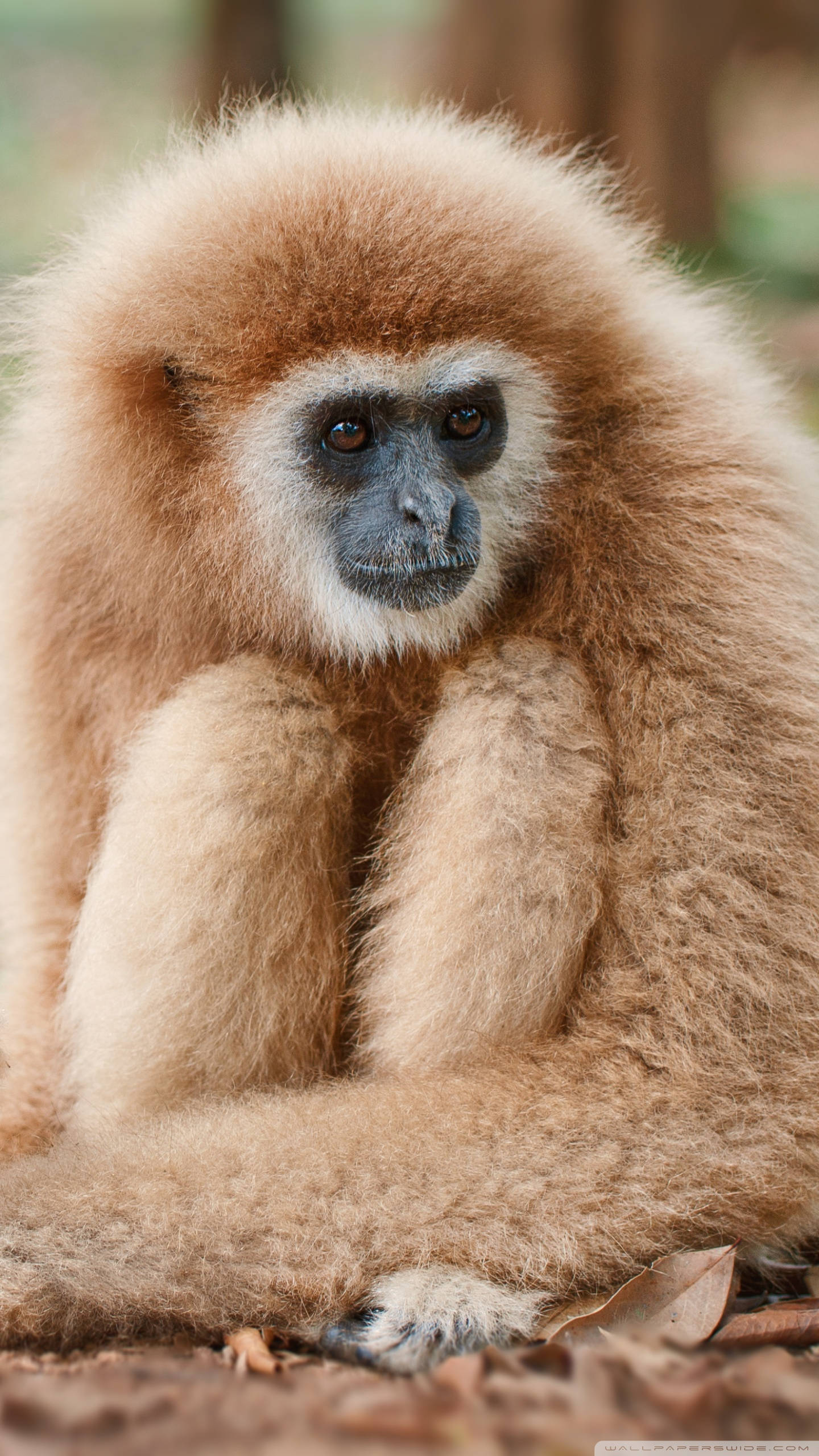 Gibbon, light brown, dark face, 2K Phone Wallpaper