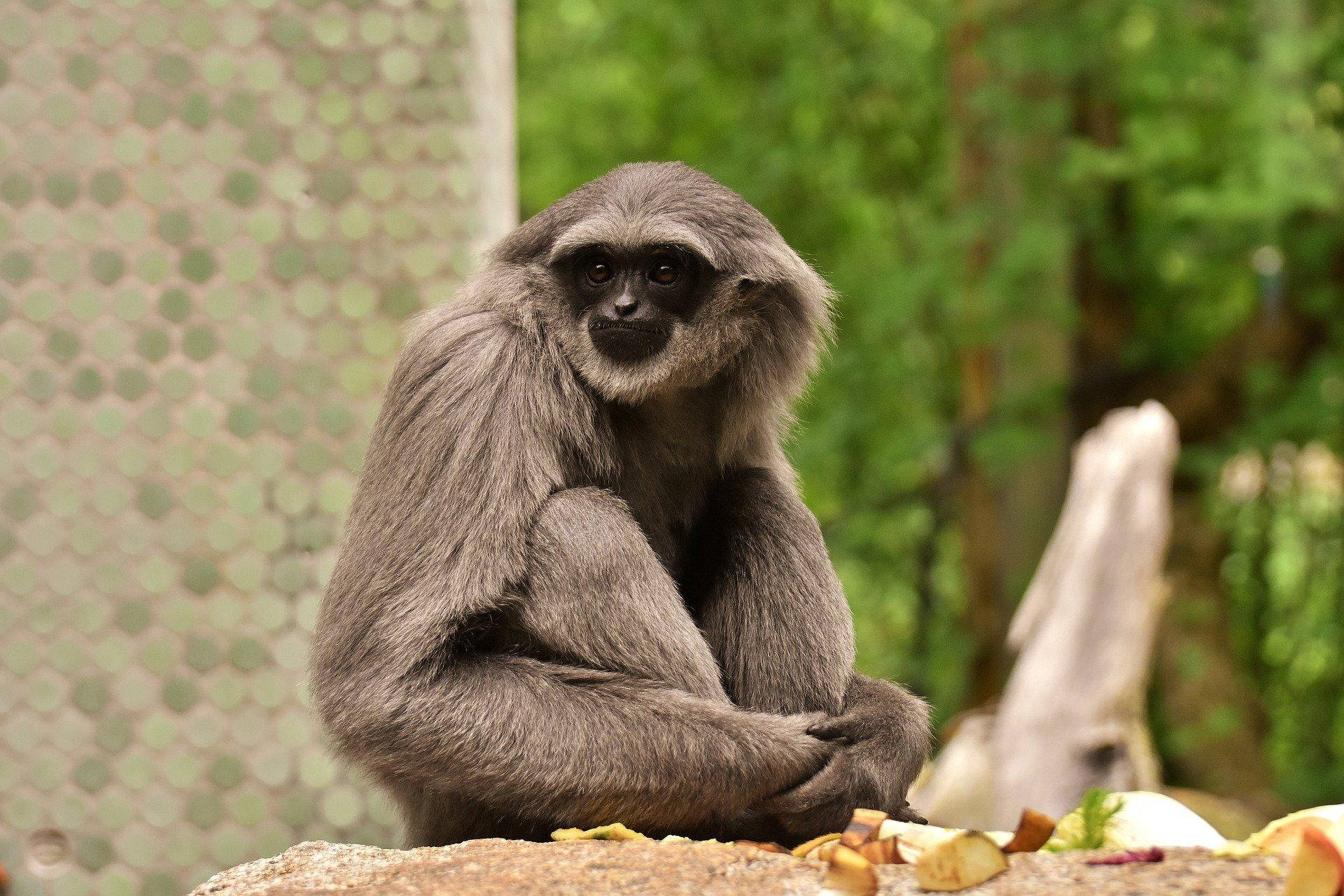 Gibbon, grey, rock, Full HD Desktop Wallpaper