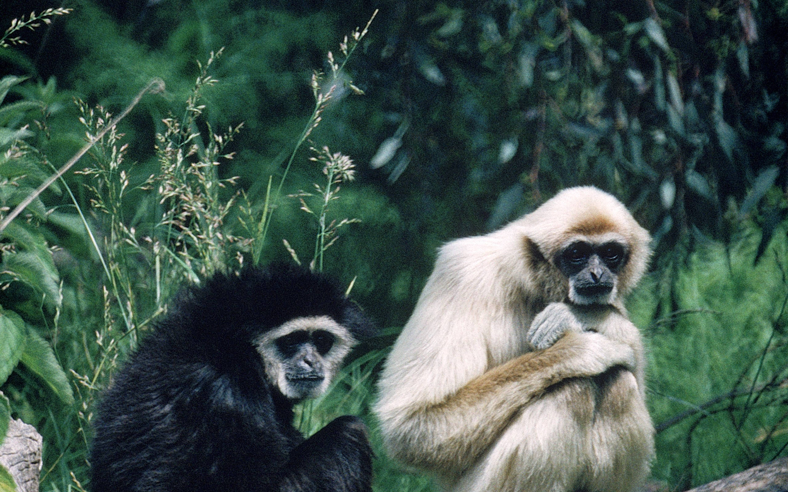 Gibbon, black, white, 2K Desktop Wallpaper