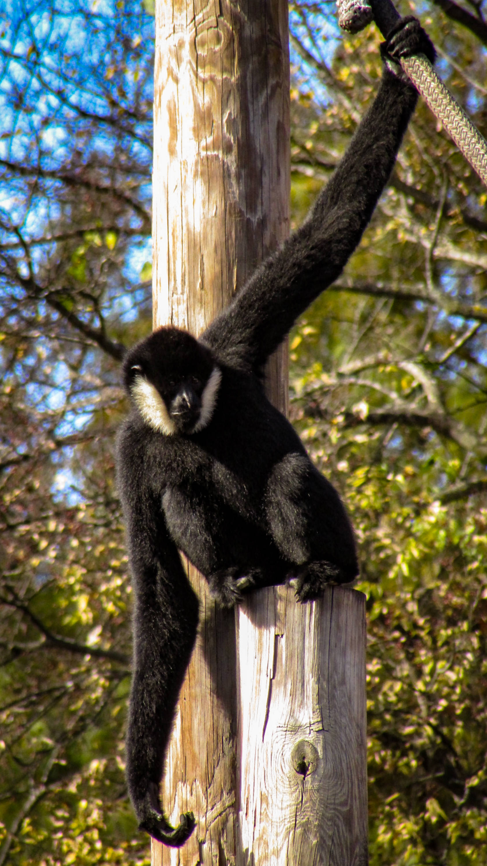 Gibbon, black gibbon, white facial markings, 2K Phone Wallpaper