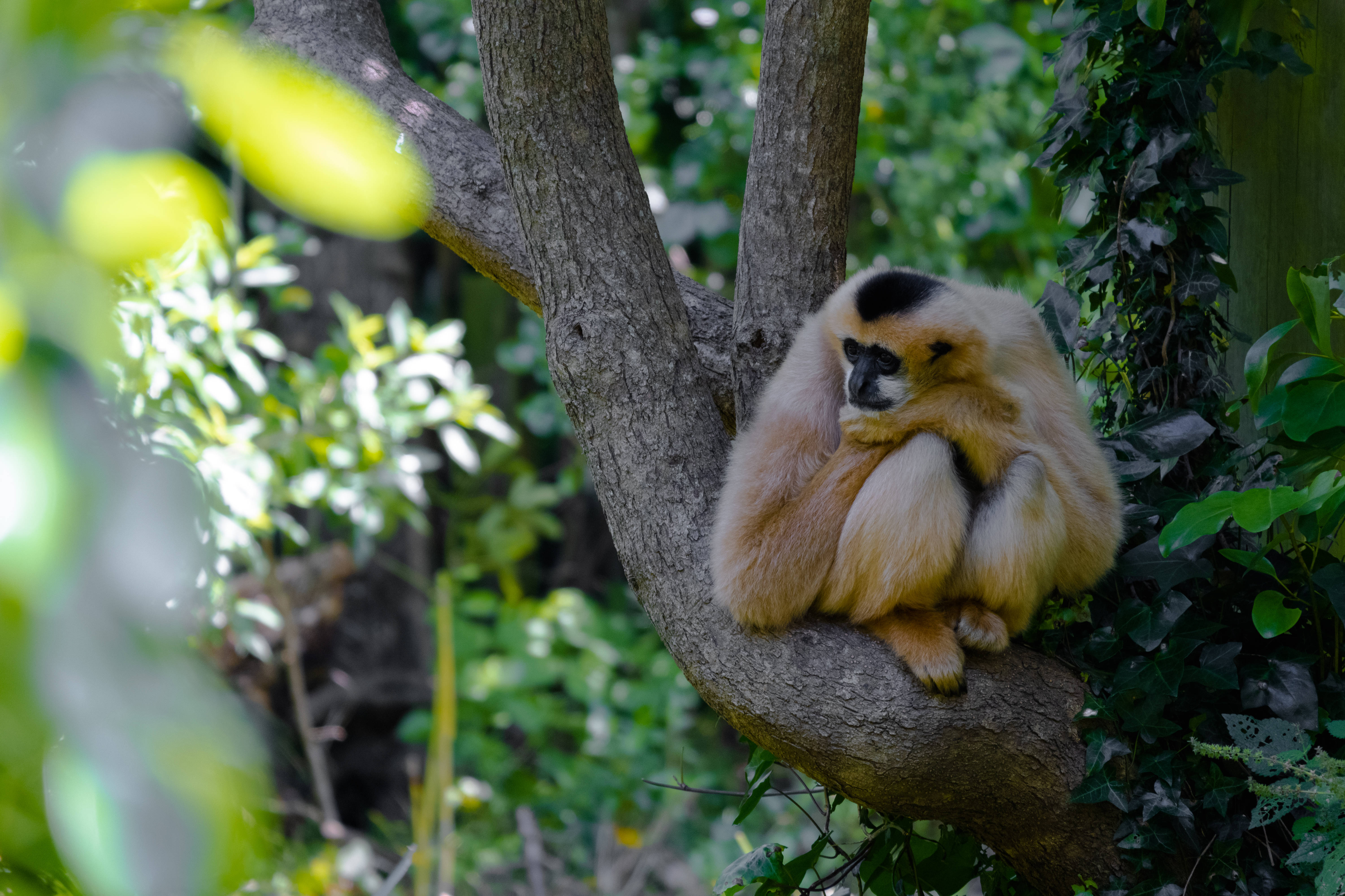 white-handed gibbon, tree branch, lush green foliage, 5K Desktop Wallpaper