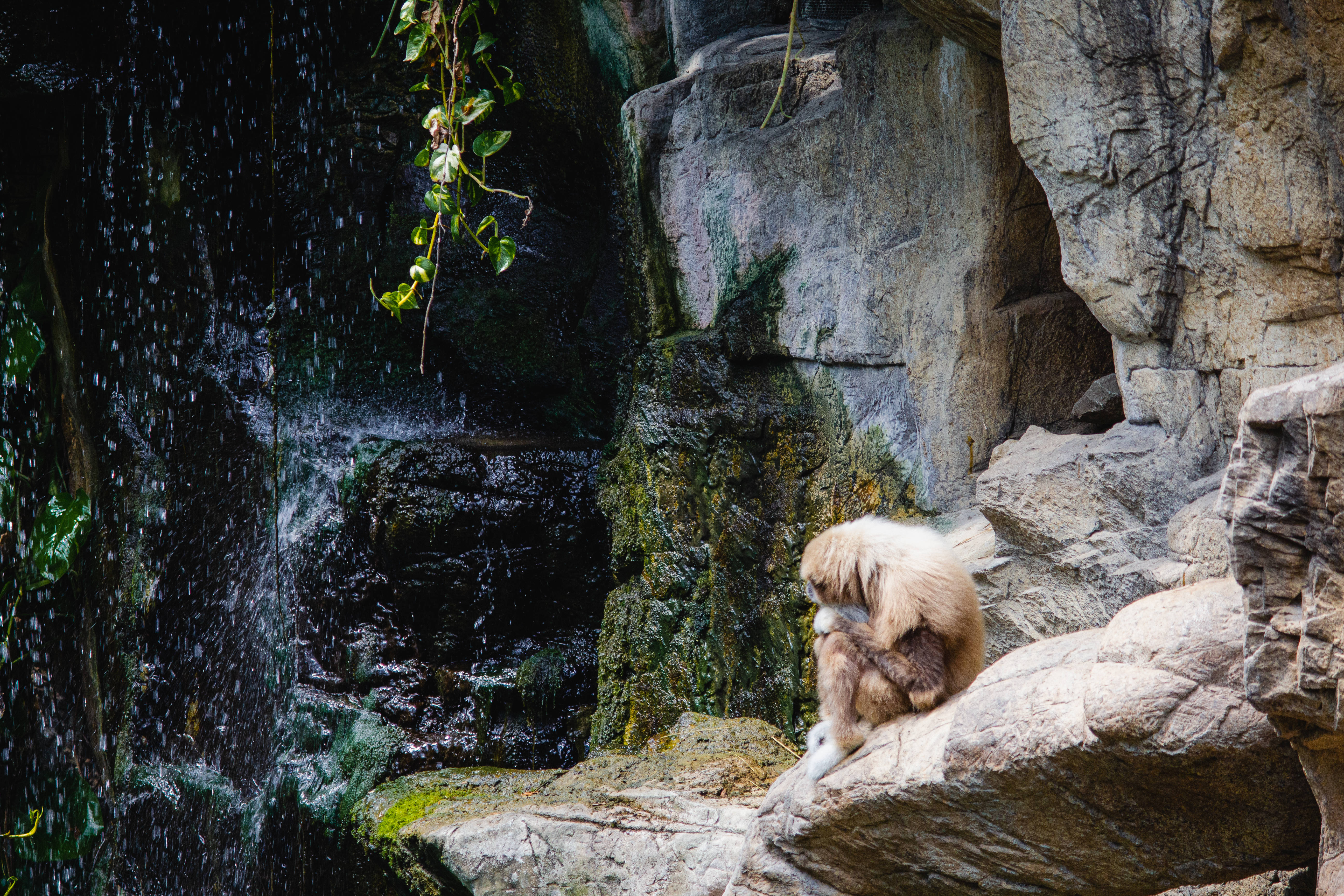 Gibbon, rocky area, sunlit rock, 5K Desktop Wallpaper