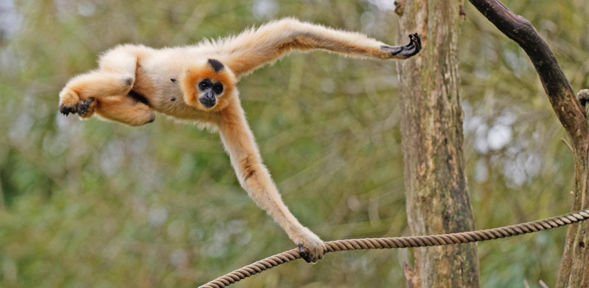 gibbon, rope, lush green forest canopy, Full HD Desktop Wallpaper