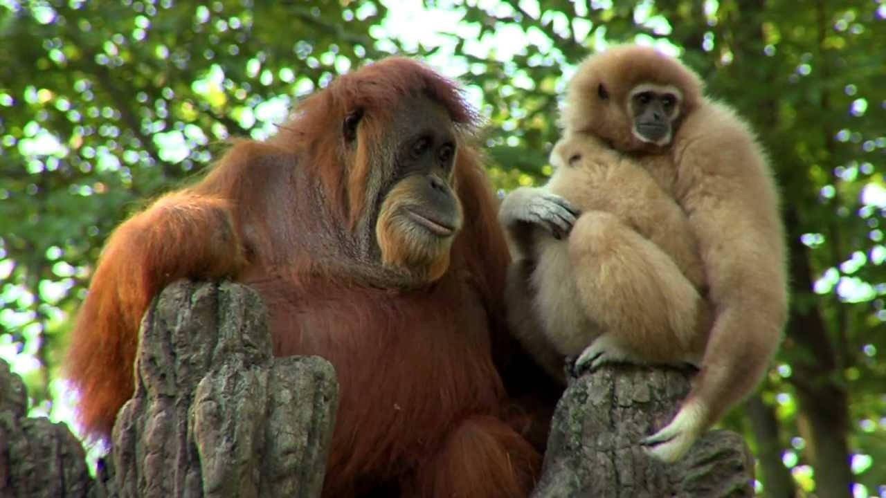 Gibbon, Orangutan, tree stumps, HD Desktop Wallpaper