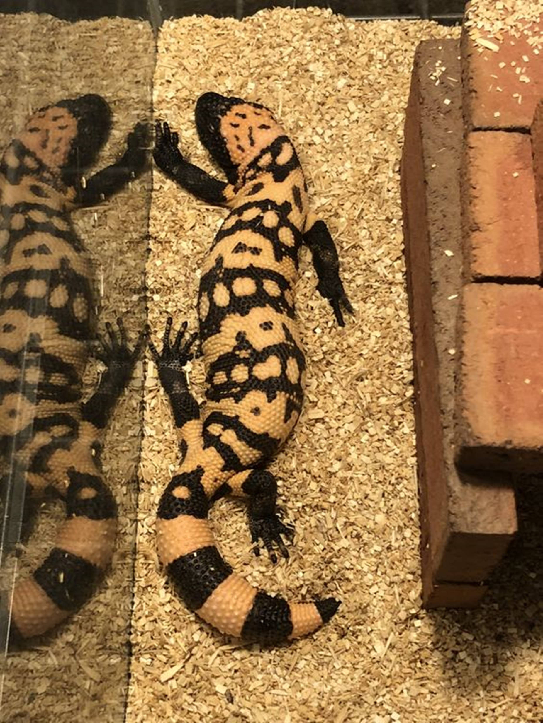 Gila Monster, glass enclosure, wood shavings, Full HD Phone Wallpaper