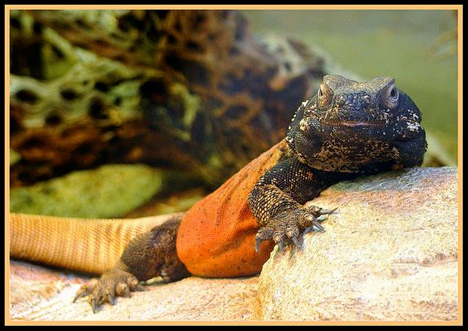 Gila Monster, black and gold, vibrant orange and black, HD Desktop Wallpaper