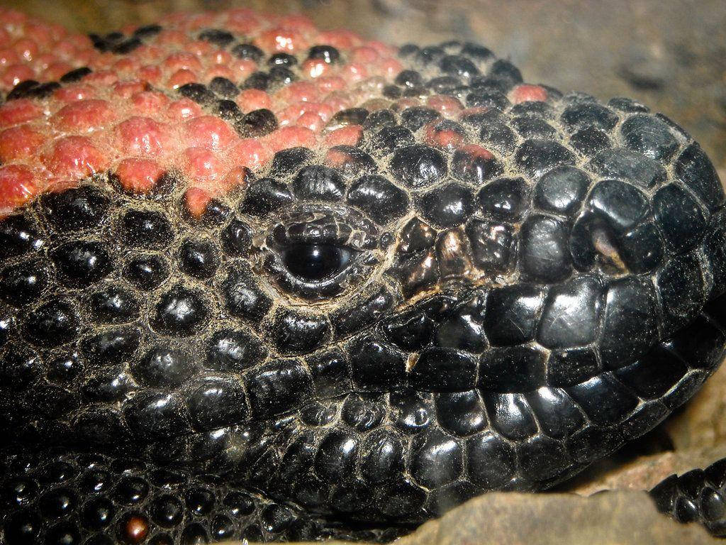 Gila Monster, glossy black scales, vibrant red patches, SD Desktop Wallpaper