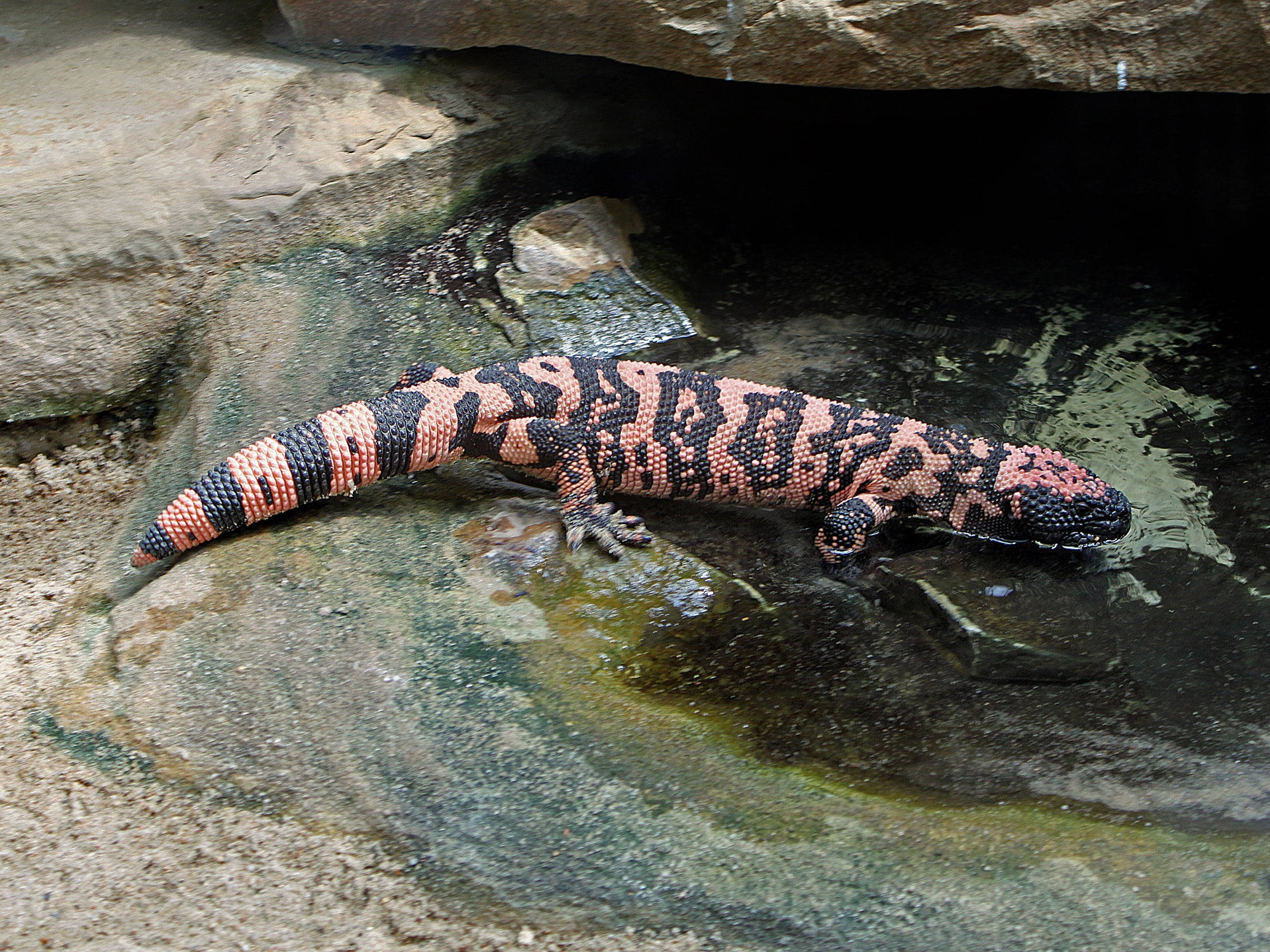 Gila Monster, pink, black, 2K Desktop Wallpaper