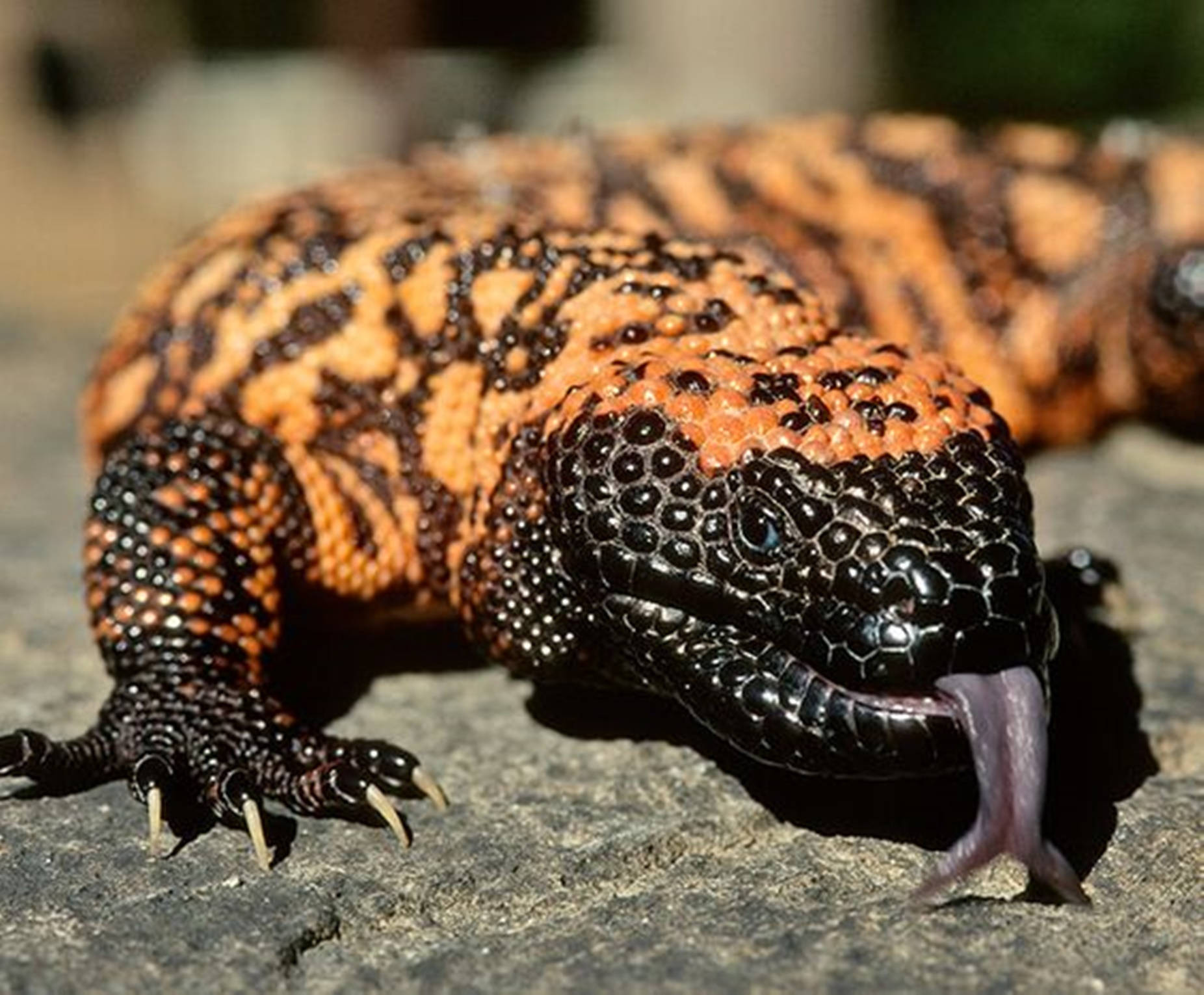 Gila Monster, black and yellow, rock, HD Desktop Wallpaper