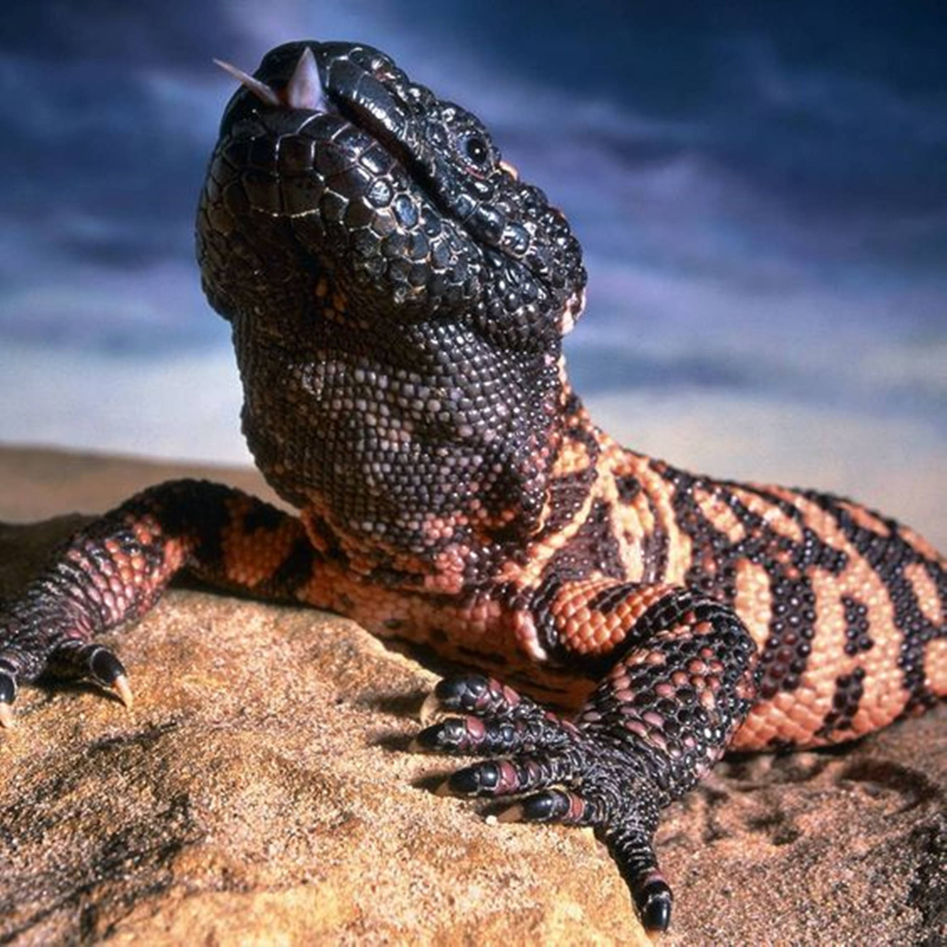Gila Monster, black and orange patterns, sunlit rock, HD Desktop Wallpaper