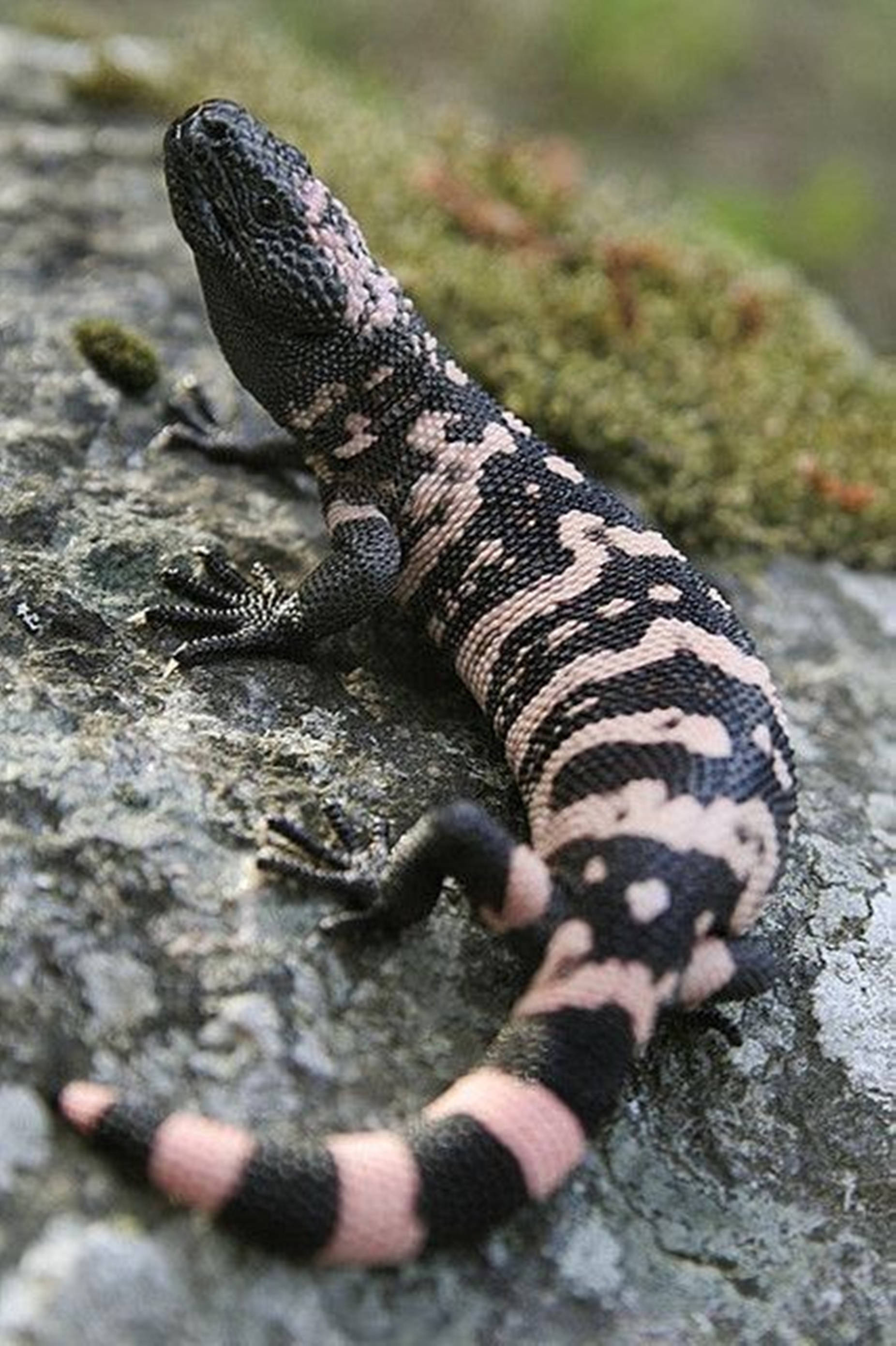 Gila Monster, black and pink patterned, mossy gray rock, 2K Phone Wallpaper