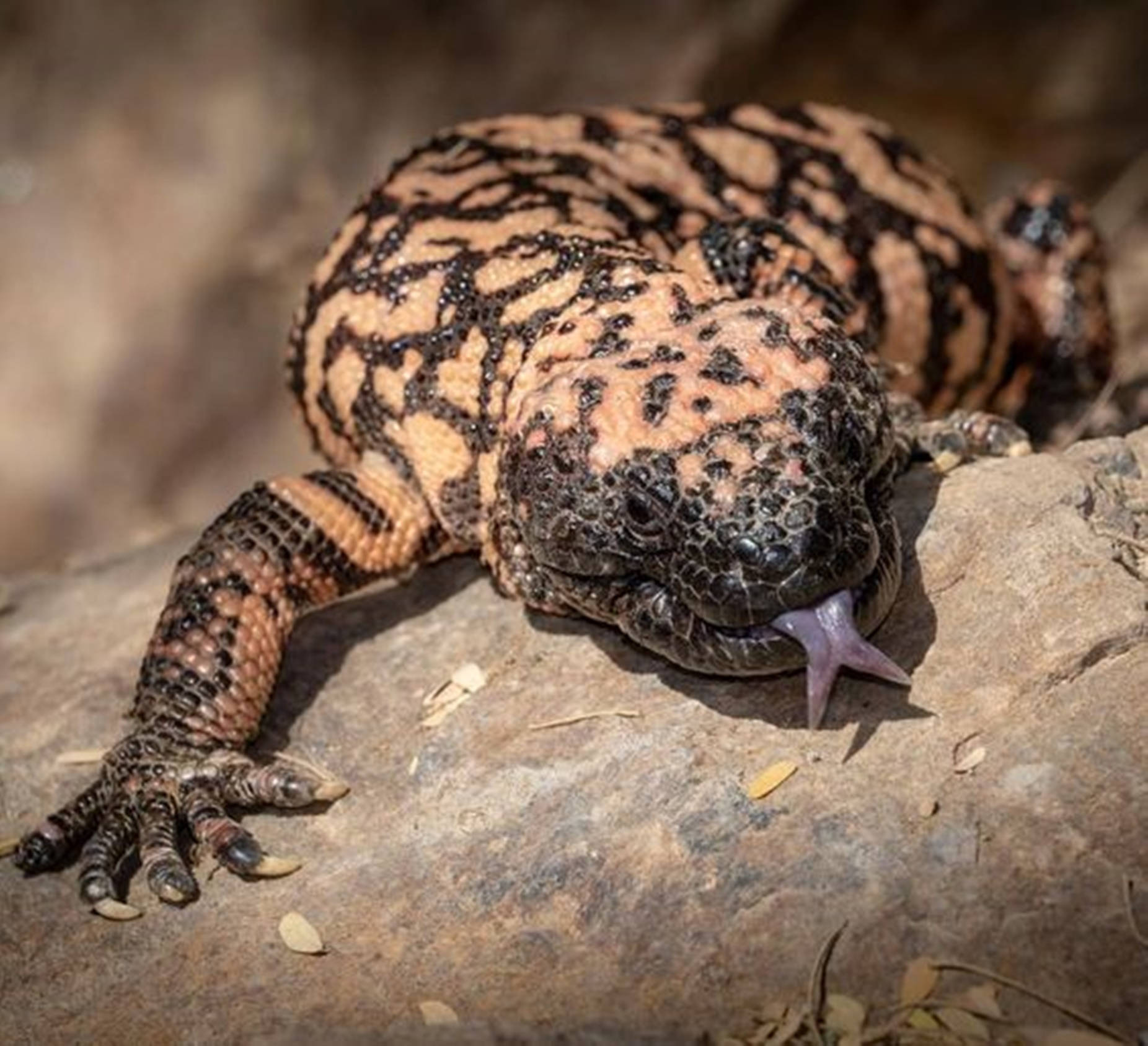 Gila Monster, dusty rock, black and orange patterns, HD Desktop Wallpaper