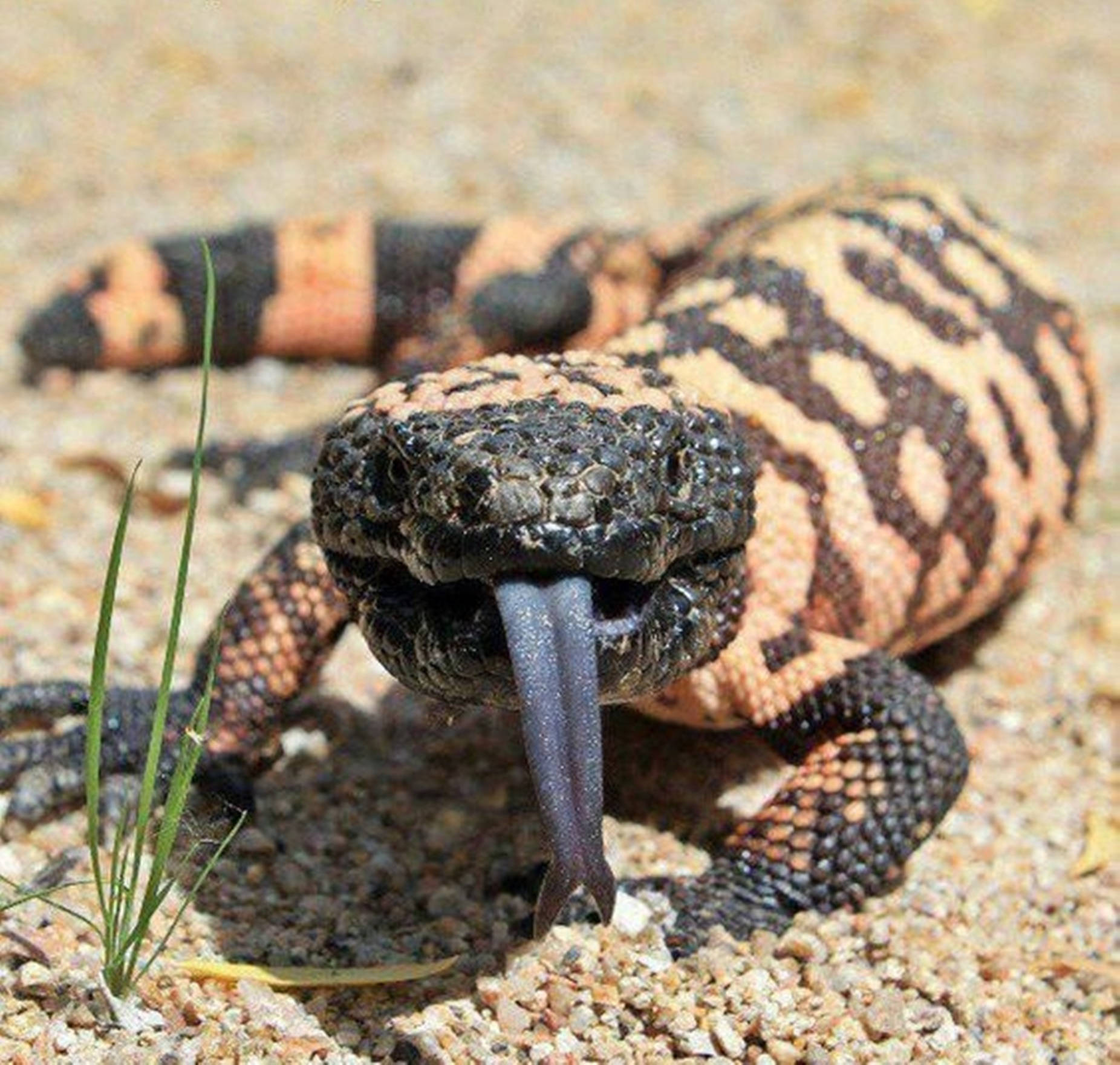 Gila Monster, black and orange patterns, blue tongue, HD Desktop Wallpaper