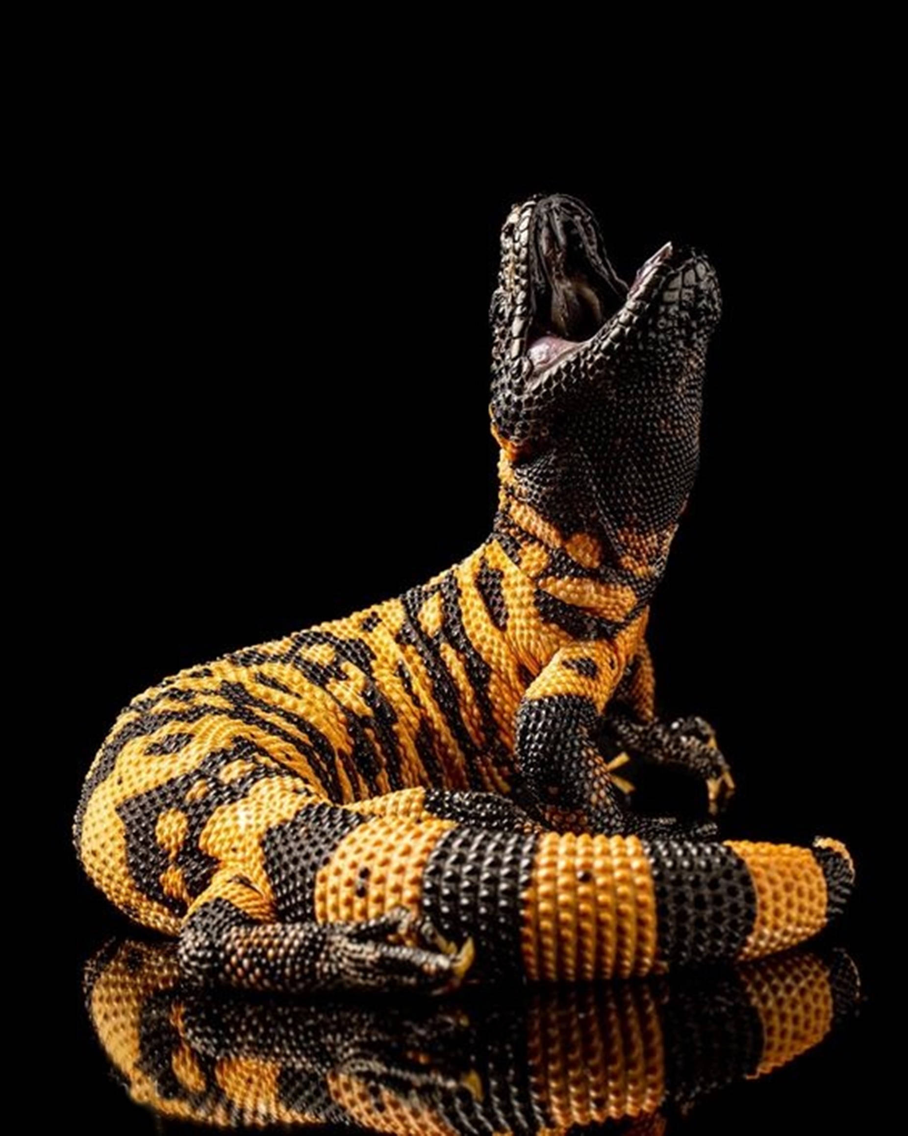 Gila Monster, black and yellow, roaring, Full HD Phone Wallpaper