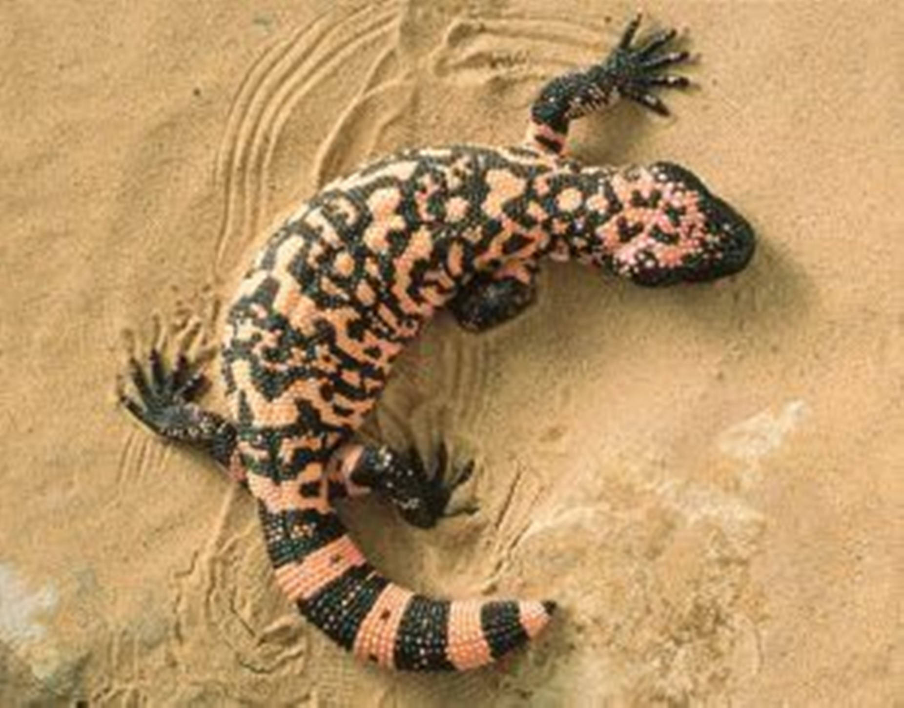 Gila Monster, desert sand, pink, HD Desktop Wallpaper