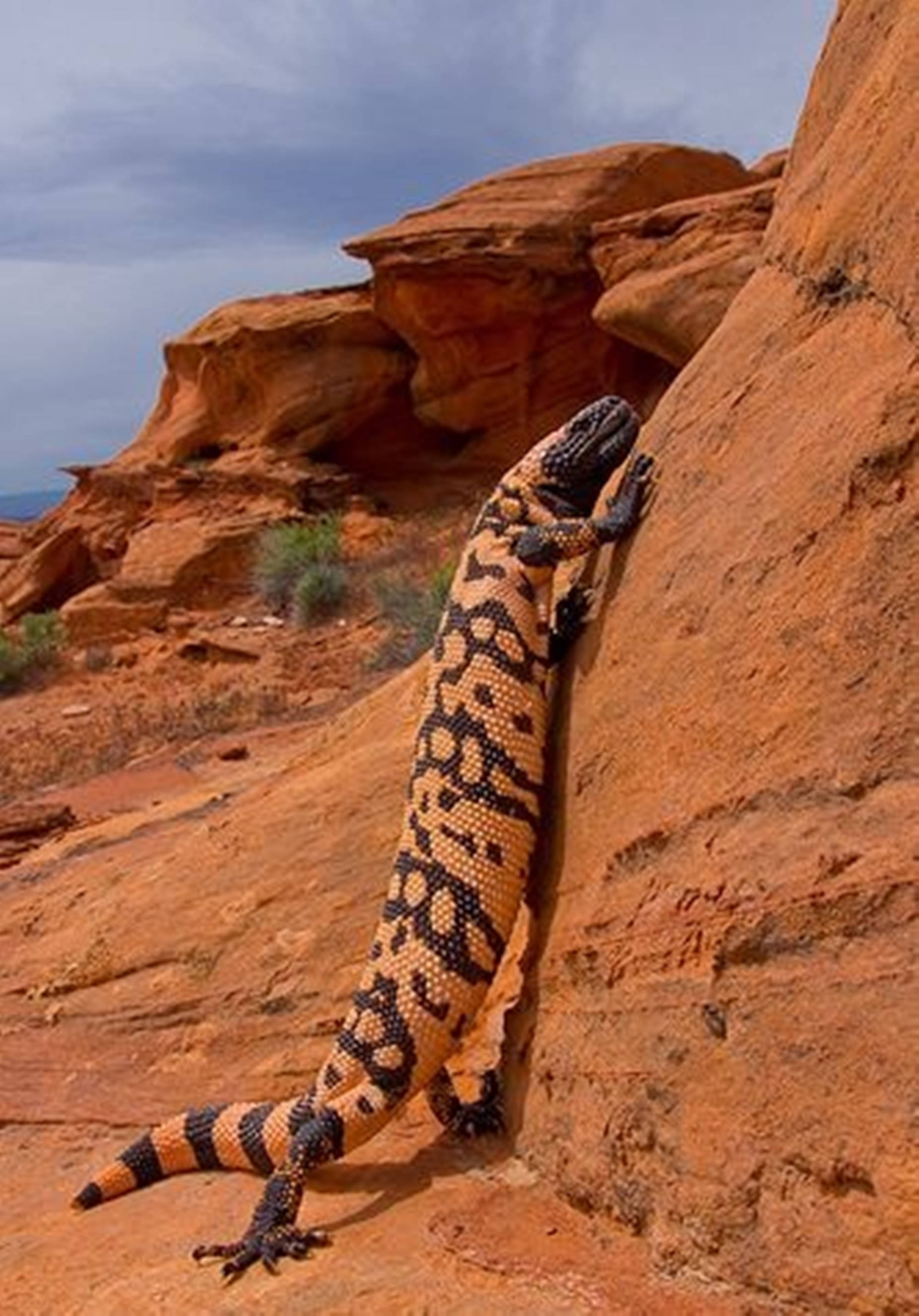 Gila Monster, black and orange patterns, rugged red rock formation, 2K Phone Wallpaper