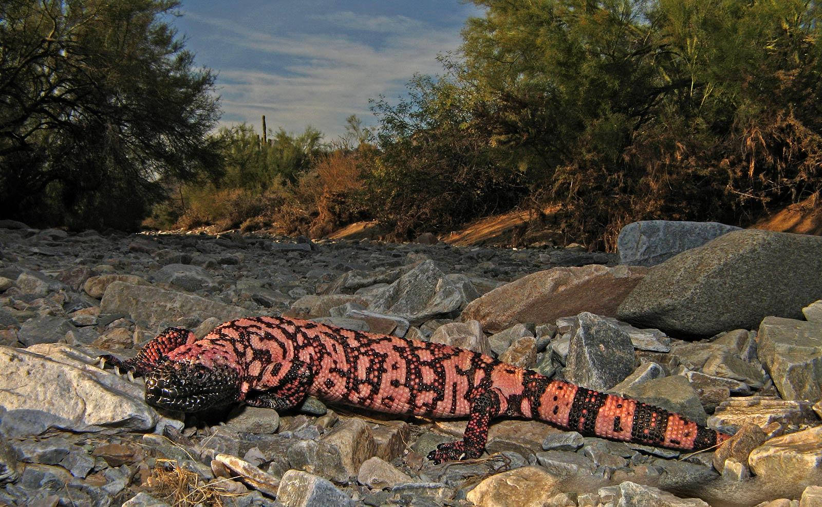 Gila Monster, pink, black, HD Desktop Wallpaper