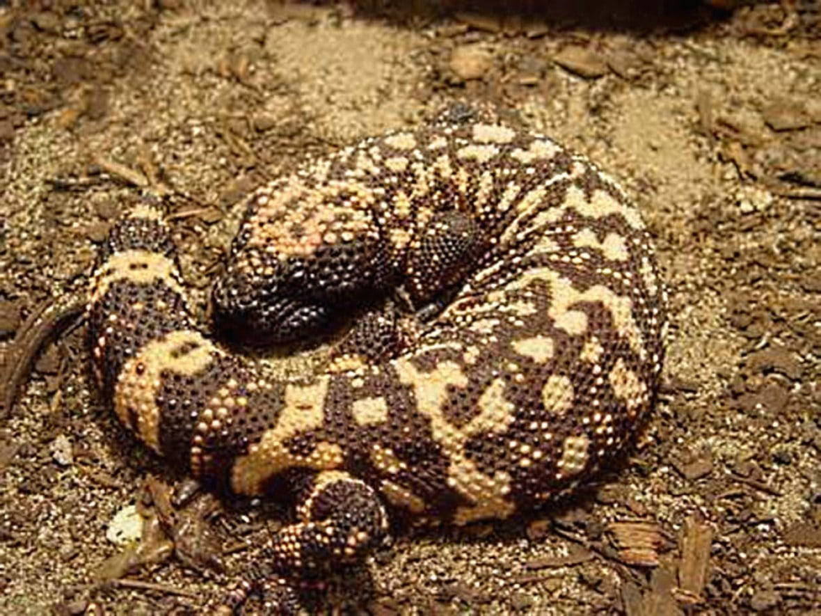 Gila Monster, black and yellow patterns, dry earth, SD Desktop Wallpaper