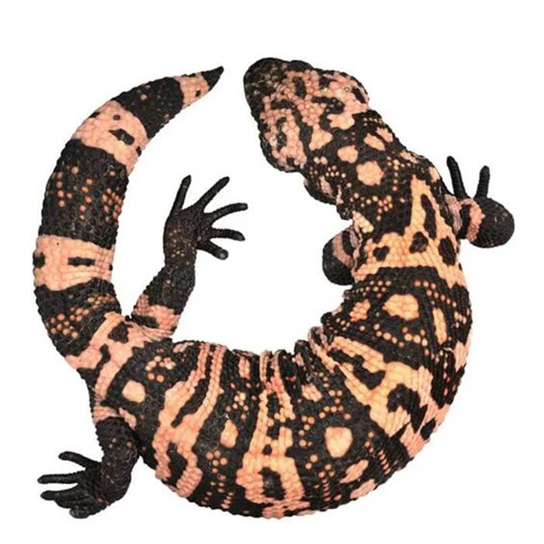 Gila Monster, plain white, black, HD Desktop Wallpaper