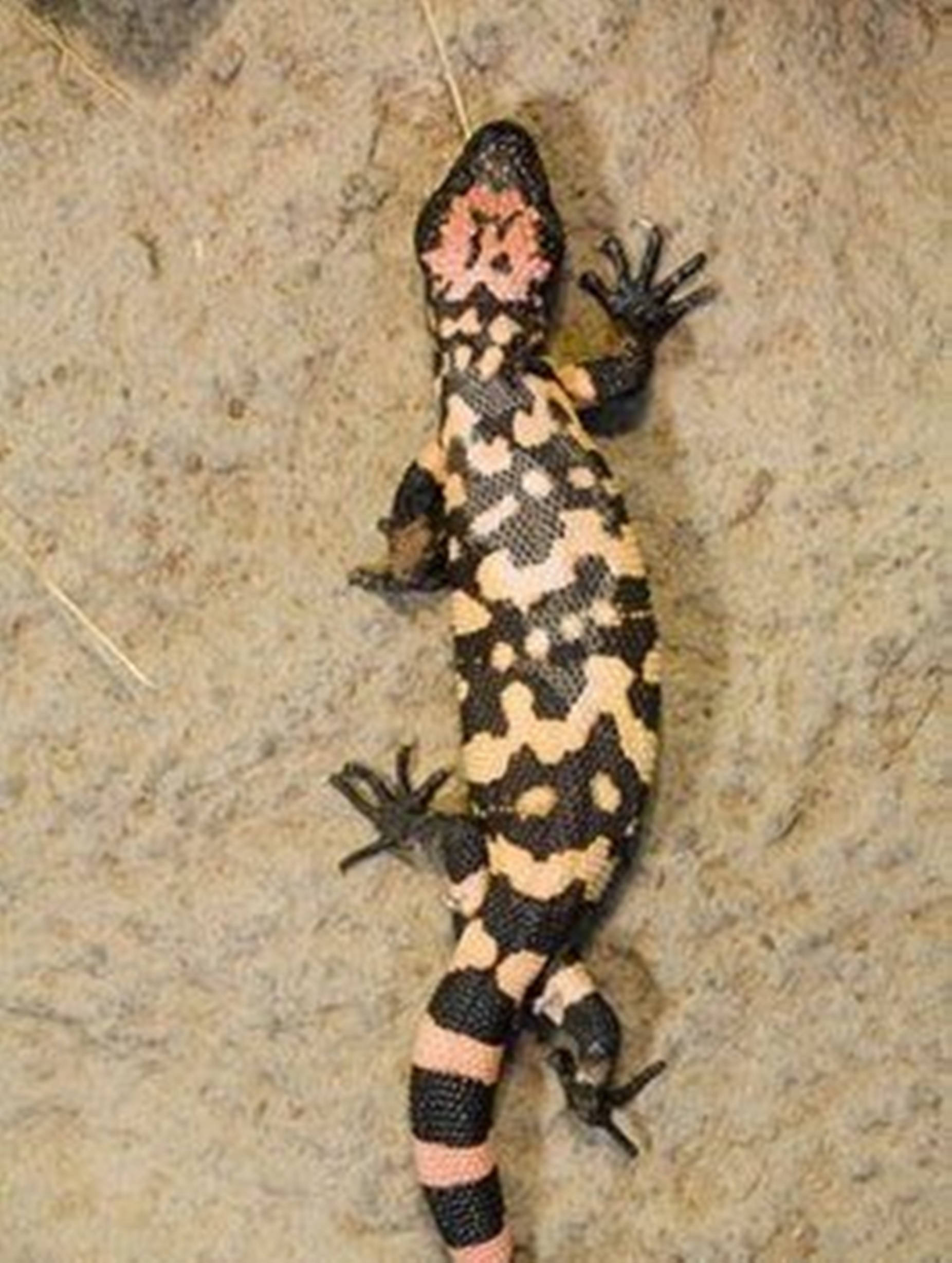 Gila Monster, black and pinkish-orange patterns, sandy ground, Full HD Phone Wallpaper