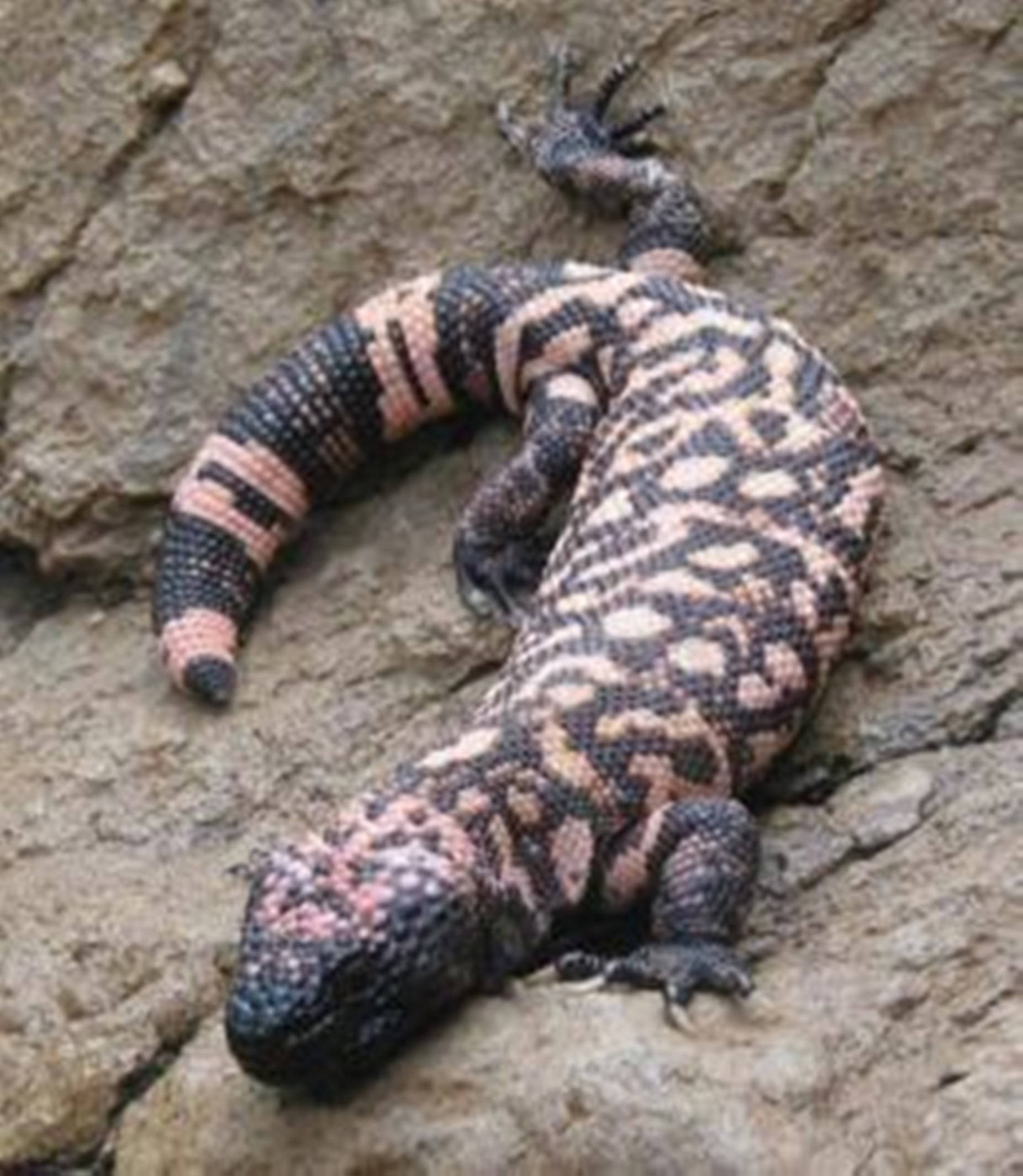 Gila Monster, black, pinkish-orange, Full HD Phone Wallpaper