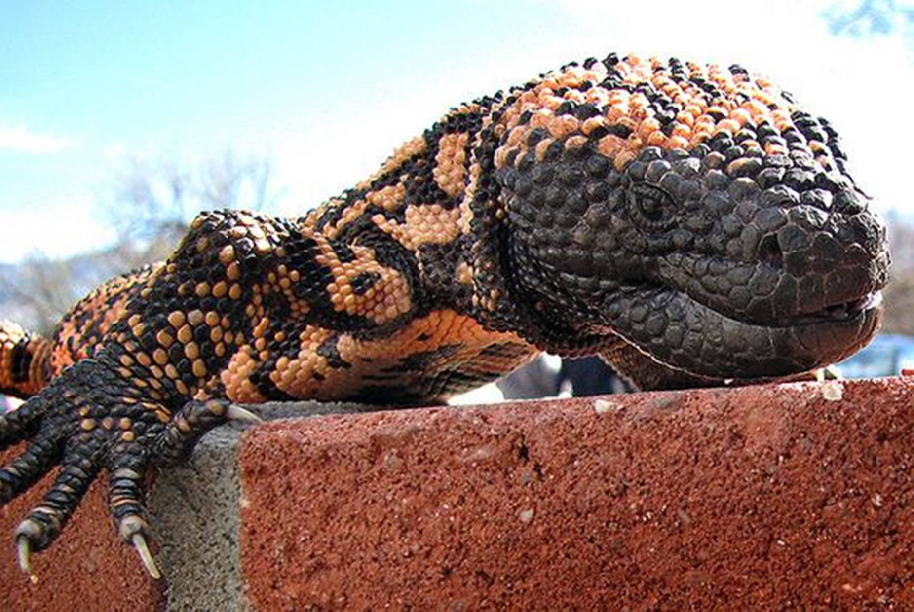 Gila Monster, red brick, black and orange bead-like scales, HD Desktop Wallpaper