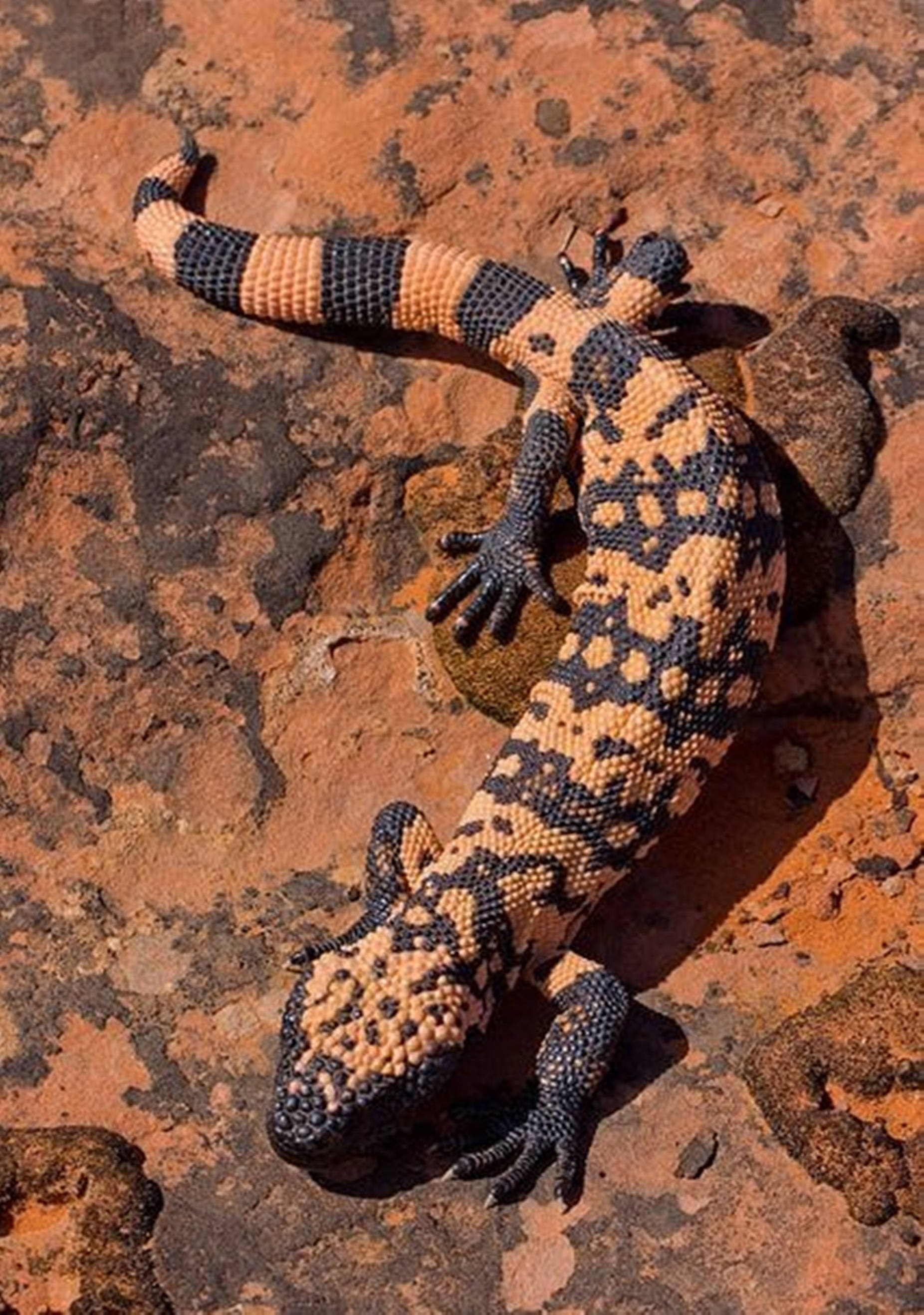 Gila Monster, black and yellow, crawling on dirt, 2K Phone Wallpaper