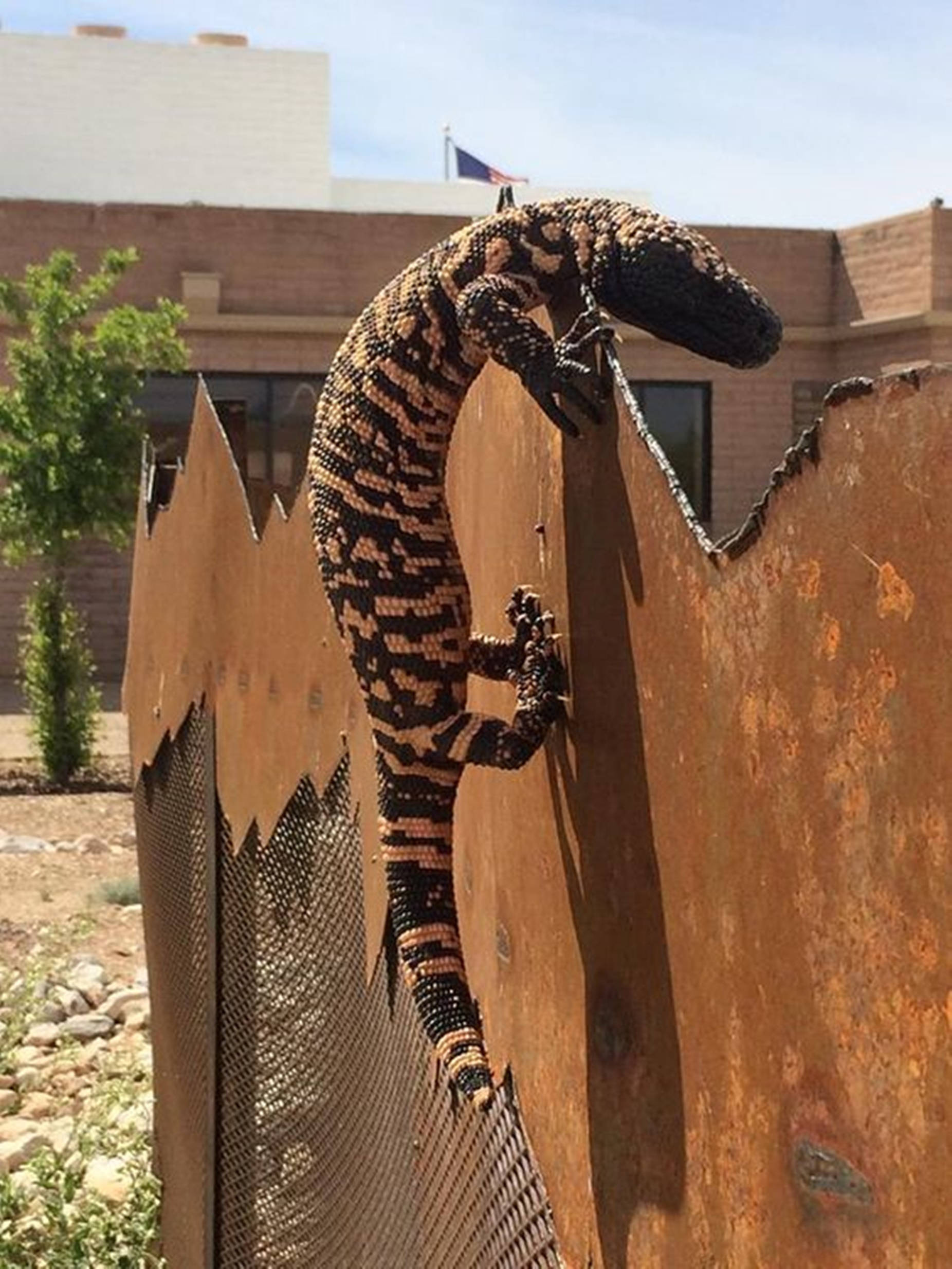 Gila Monster, rusted metal fence, sunlit desert yard, Full HD Phone Wallpaper