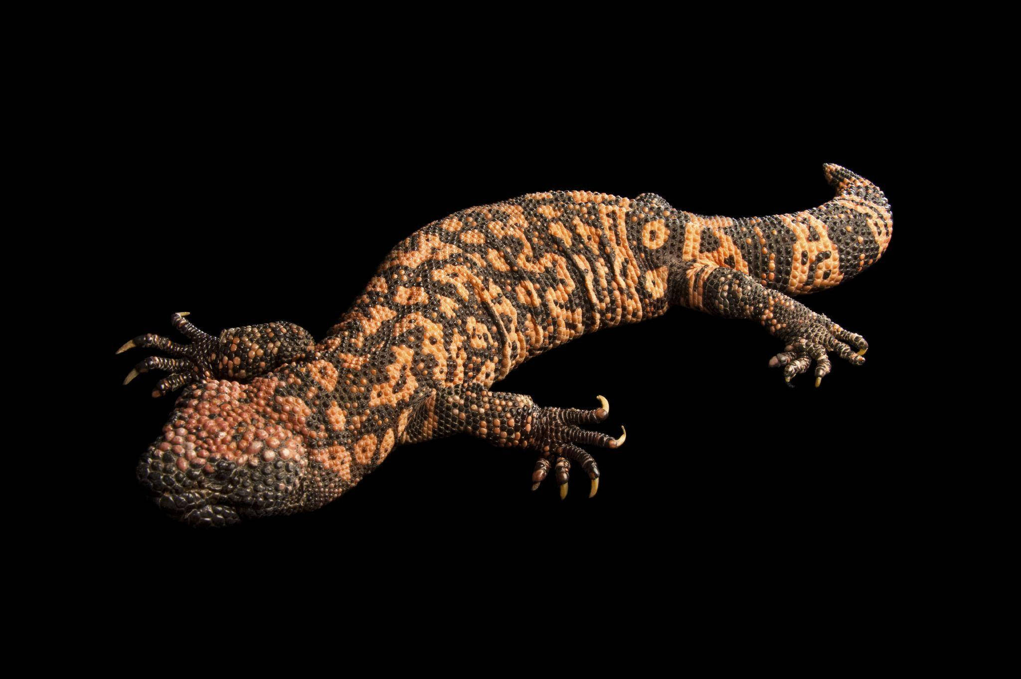 Gila Monster, orange and black scales, stark black background, Full HD Desktop Wallpaper